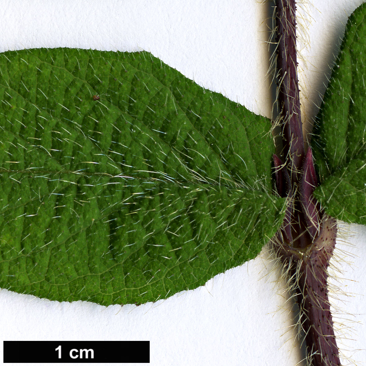 High resolution image: Family: Caprifoliaceae - Genus: Lonicera - Taxon: chaetocarpa