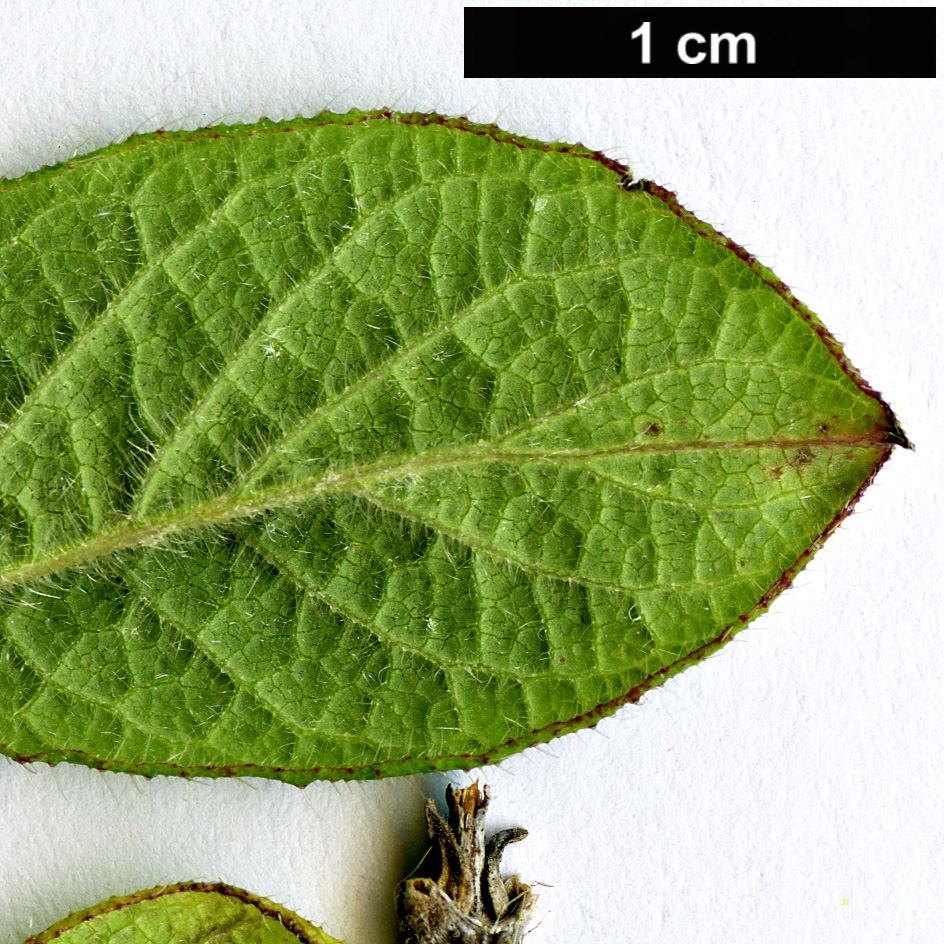 High resolution image: Family: Caprifoliaceae - Genus: Lonicera - Taxon: chaetocarpa