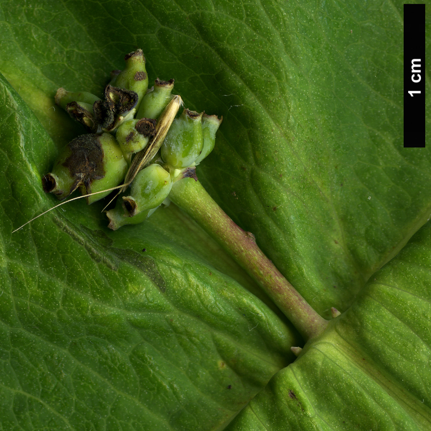 High resolution image: Family: Caprifoliaceae - Genus: Lonicera - Taxon: dioica