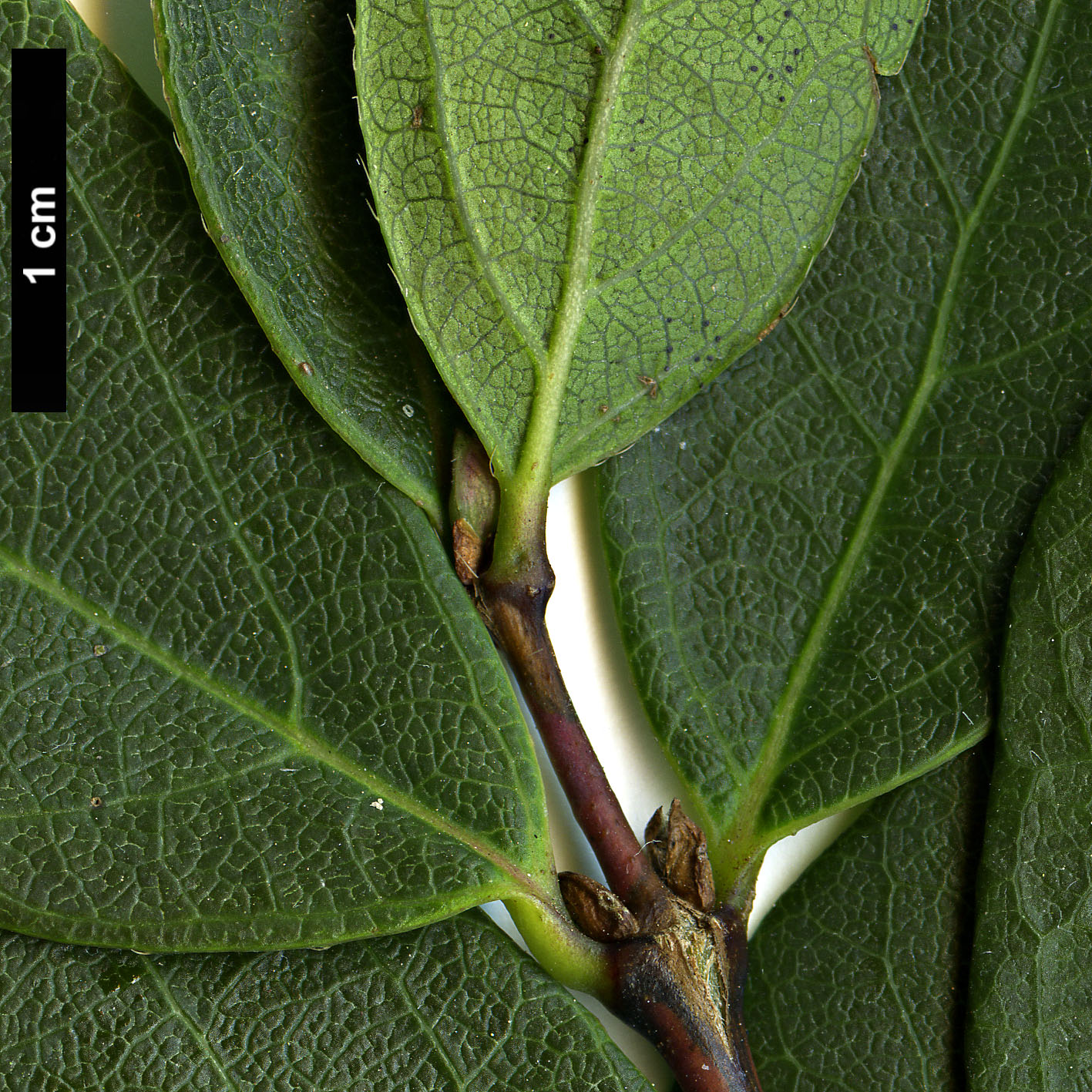 High resolution image: Family: Caprifoliaceae - Genus: Lonicera - Taxon: fragrantissima