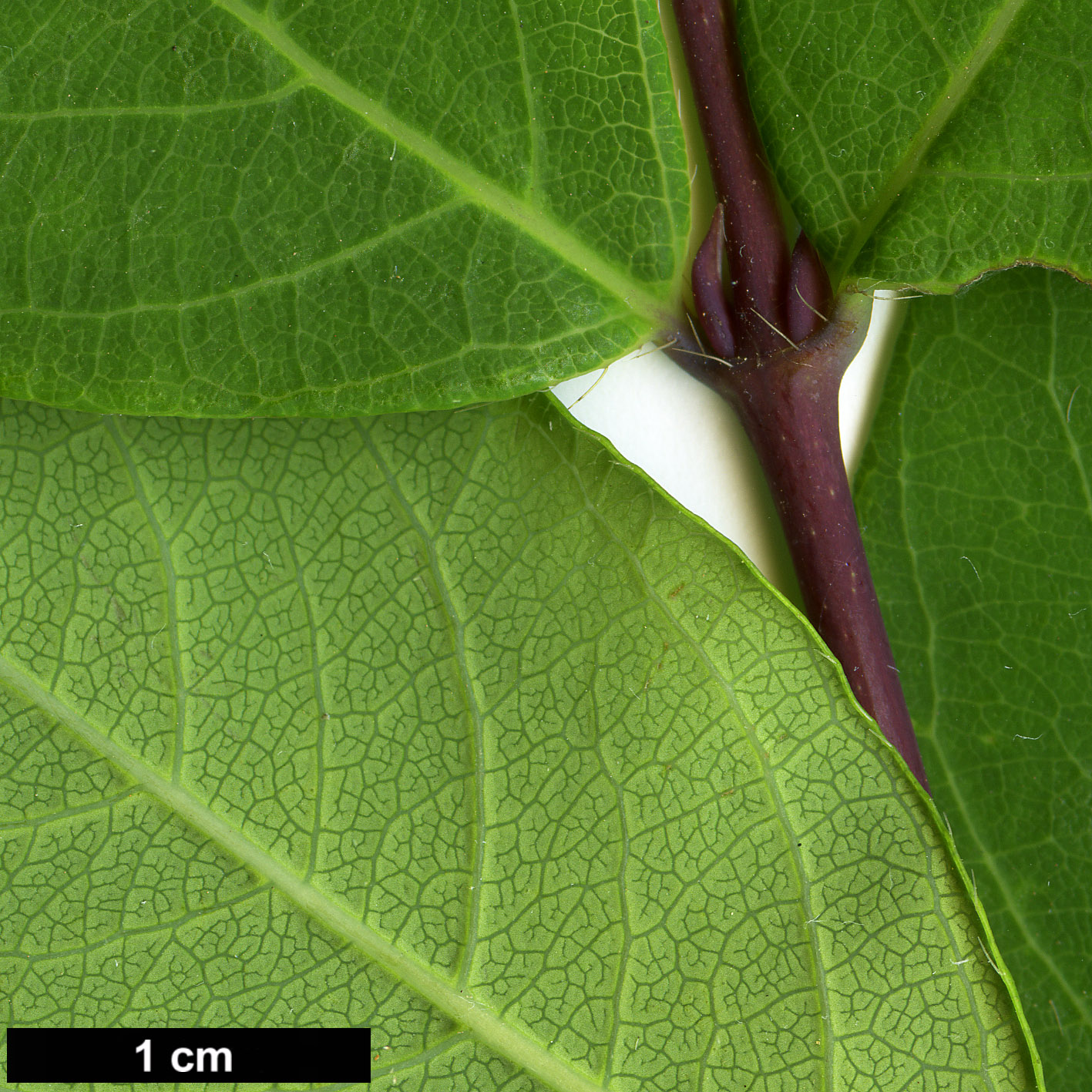 High resolution image: Family: Caprifoliaceae - Genus: Lonicera - Taxon: fragrantissima