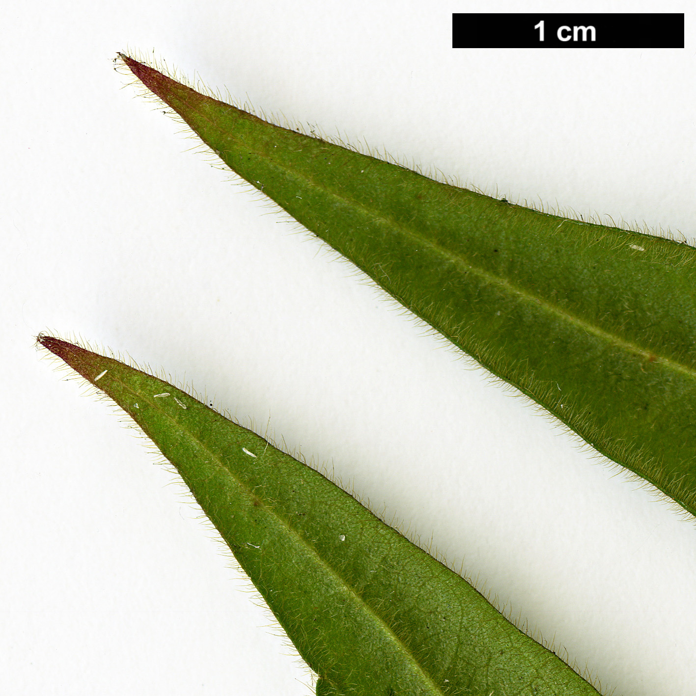 High resolution image: Family: Caprifoliaceae - Genus: Lonicera - Taxon: giraldii