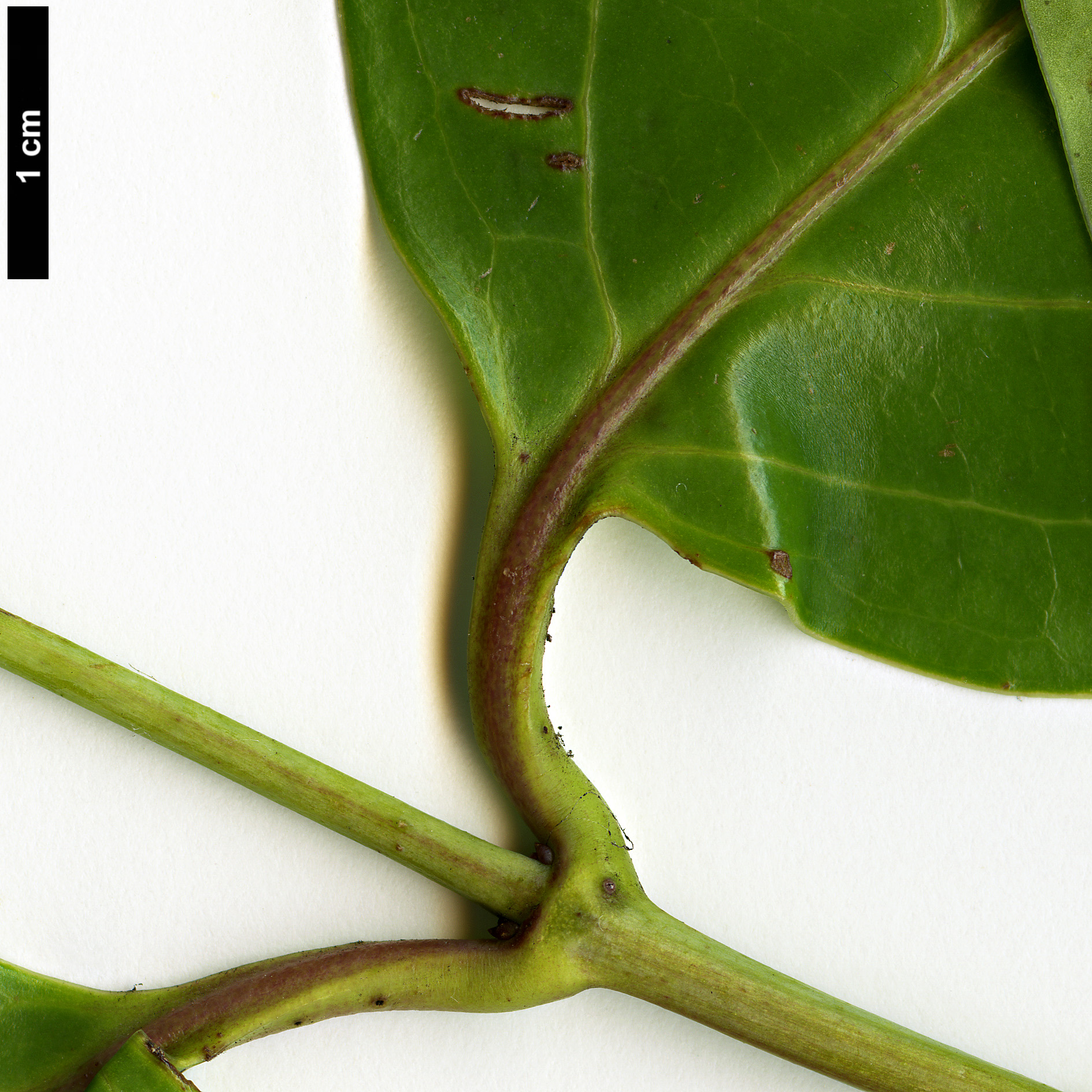 High resolution image: Family: Caprifoliaceae - Genus: Lonicera - Taxon: hildebrandiana