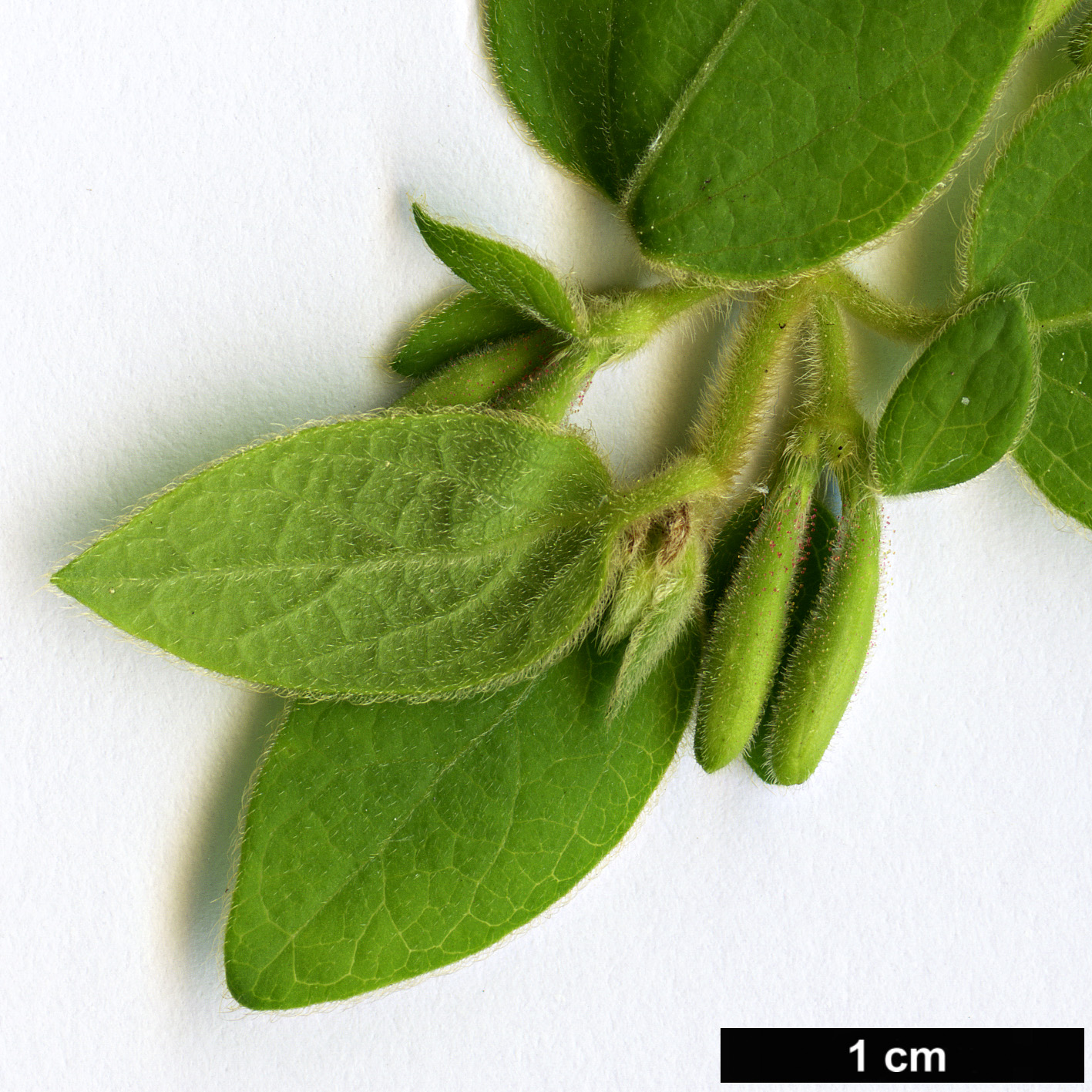 High resolution image: Family: Caprifoliaceae - Genus: Lonicera - Taxon: japonica