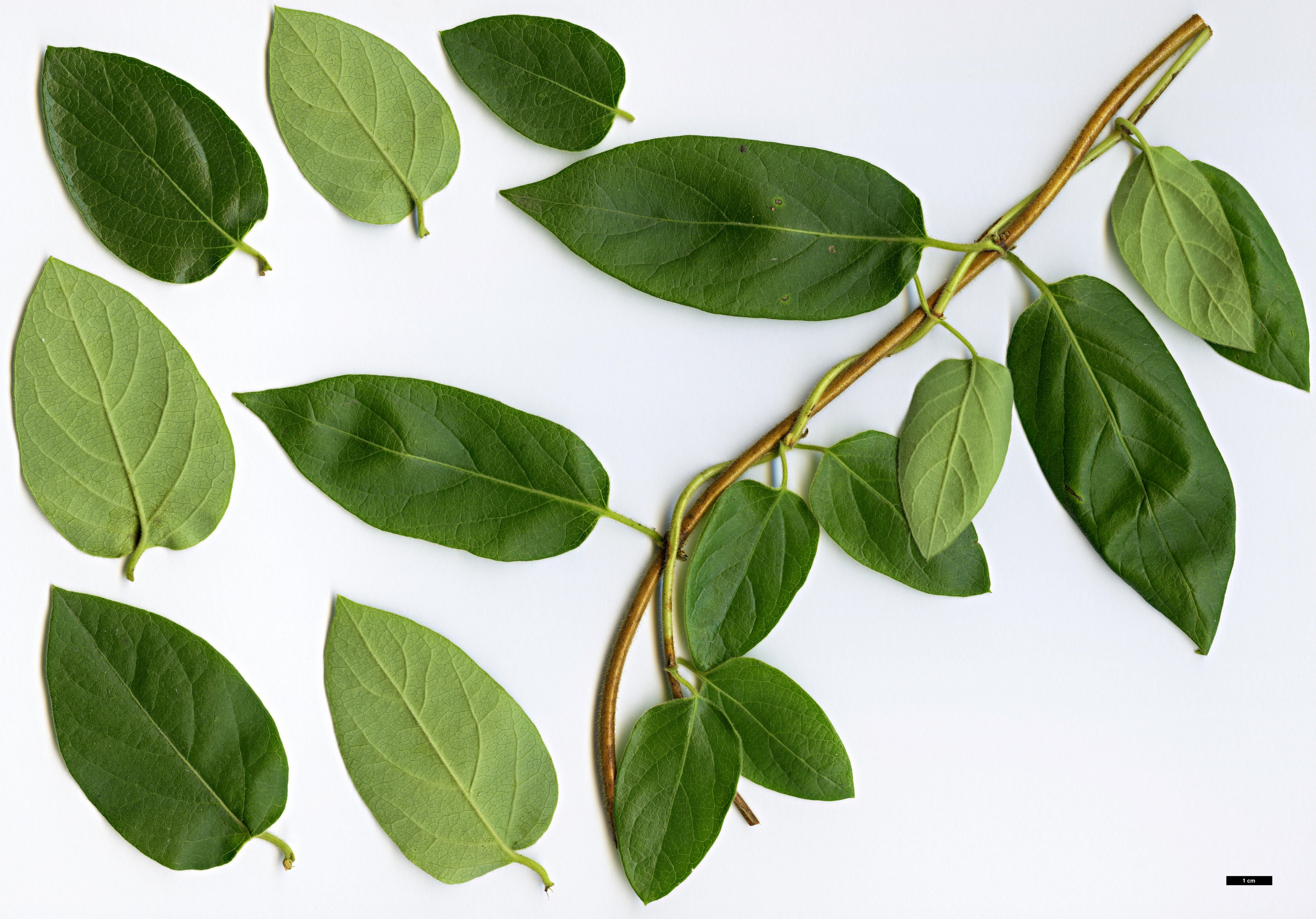 High resolution image: Family: Caprifoliaceae - Genus: Lonicera - Taxon: japonica