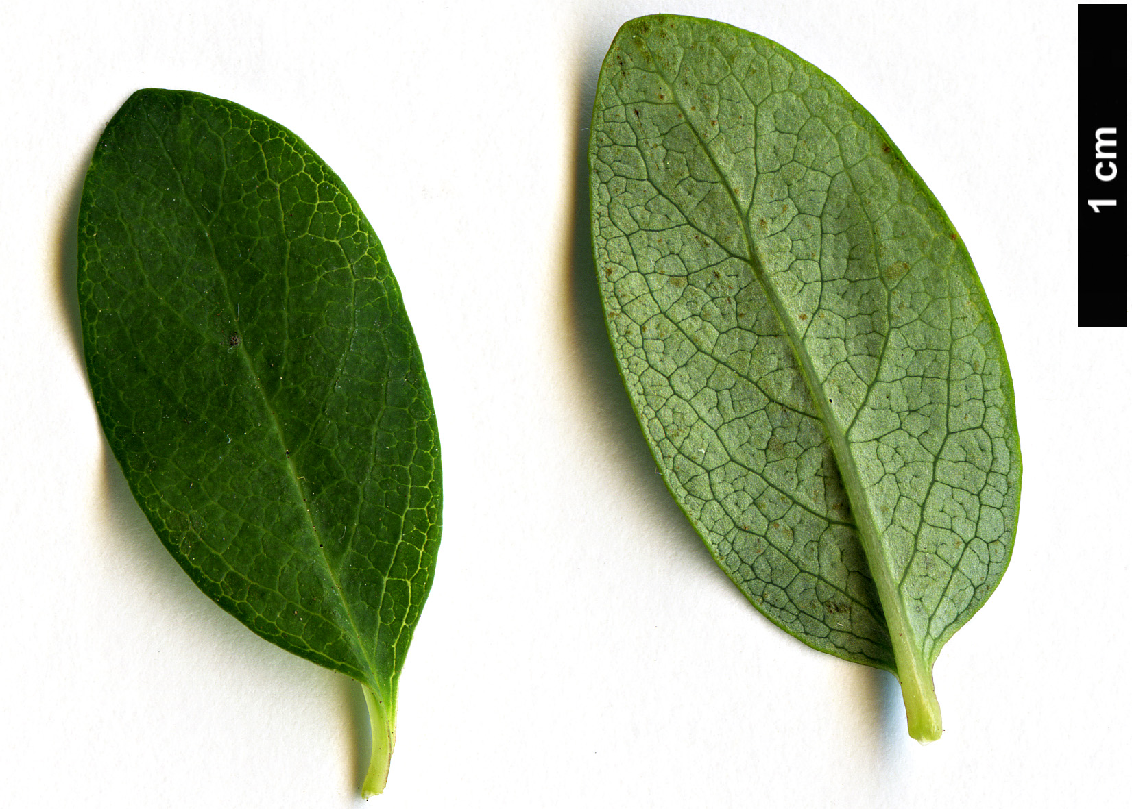 High resolution image: Family: Caprifoliaceae - Genus: Lonicera - Taxon: myrtillus