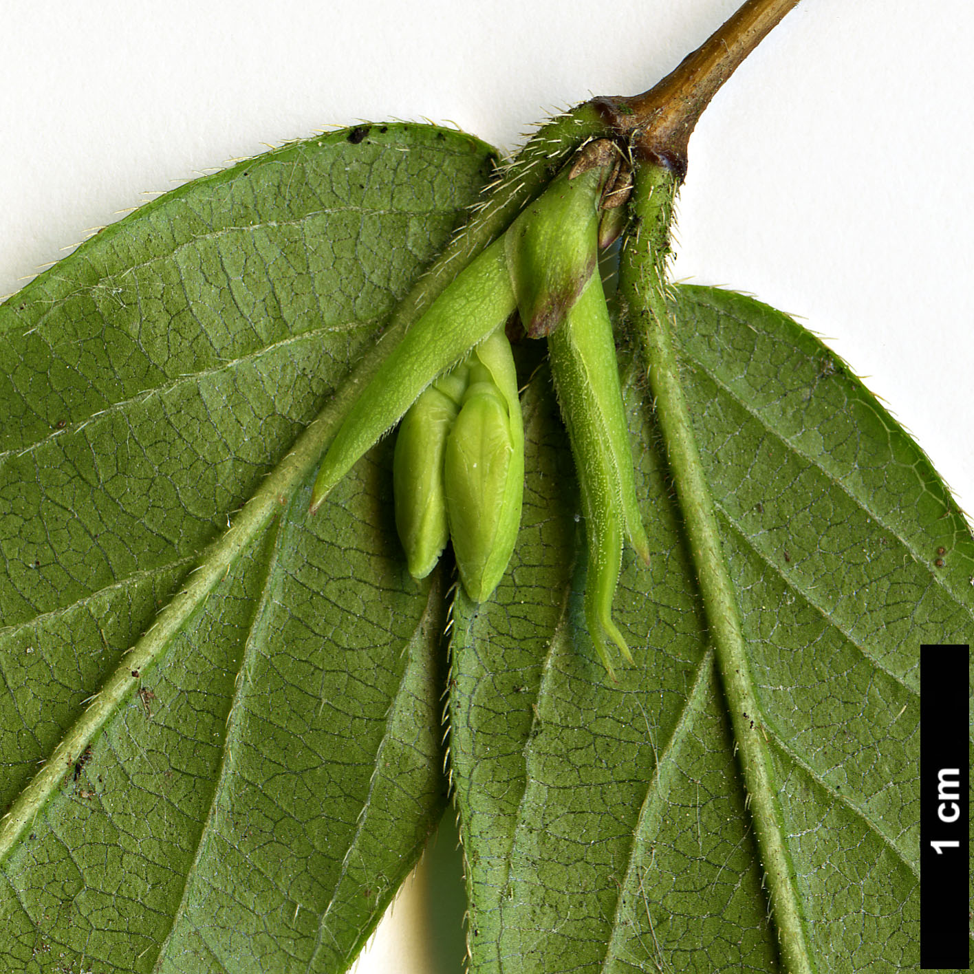 High resolution image: Family: Caprifoliaceae - Genus: Lonicera - Taxon: standishii