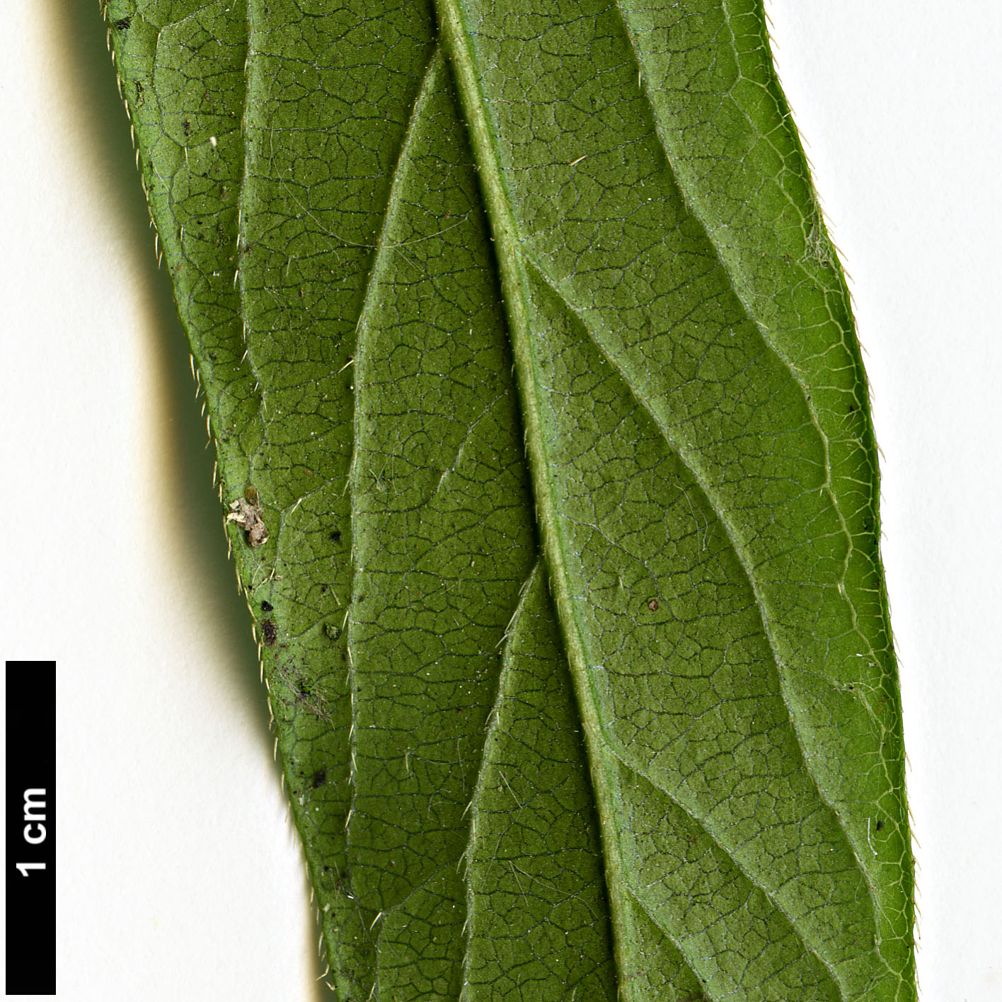 High resolution image: Family: Caprifoliaceae - Genus: Lonicera - Taxon: standishii