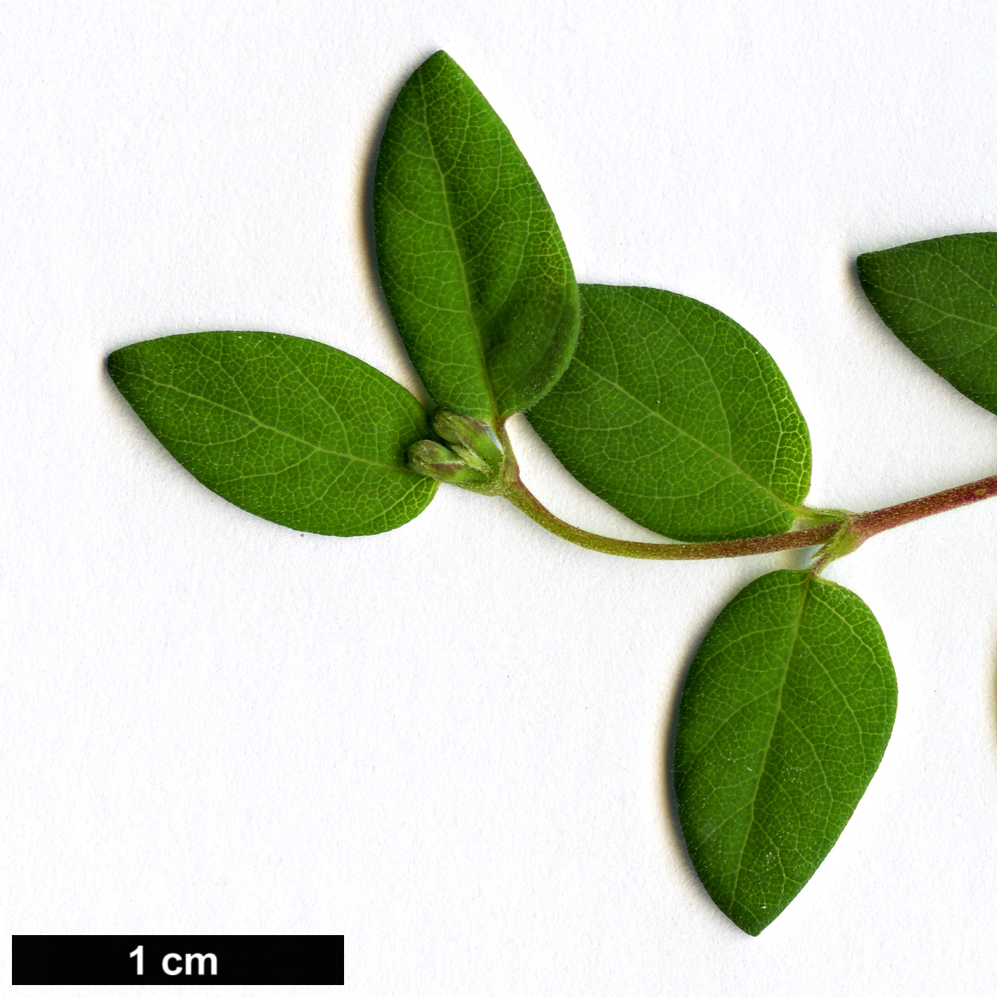 High resolution image: Family: Caprifoliaceae - Genus: Symphoricarpos - Taxon: microphyllus