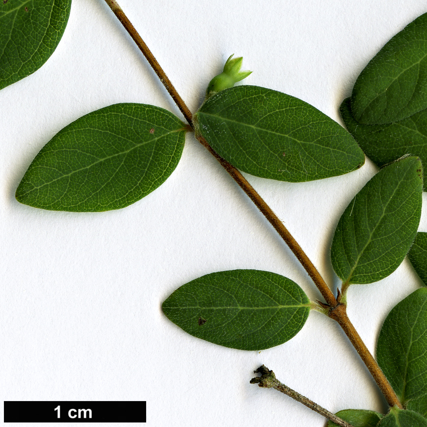 High resolution image: Family: Caprifoliaceae - Genus: Symphoricarpos - Taxon: microphyllus