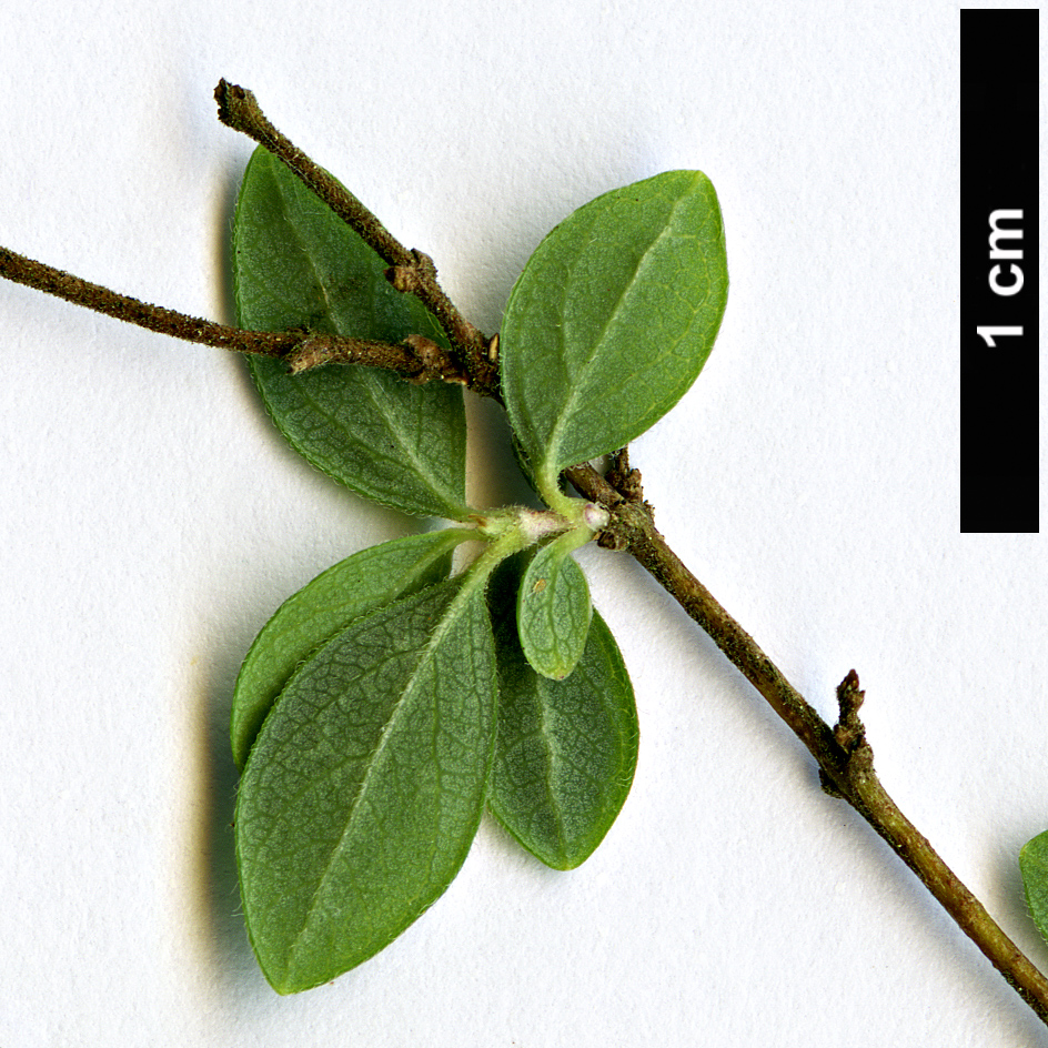 High resolution image: Family: Caprifoliaceae - Genus: Symphoricarpos - Taxon: microphyllus