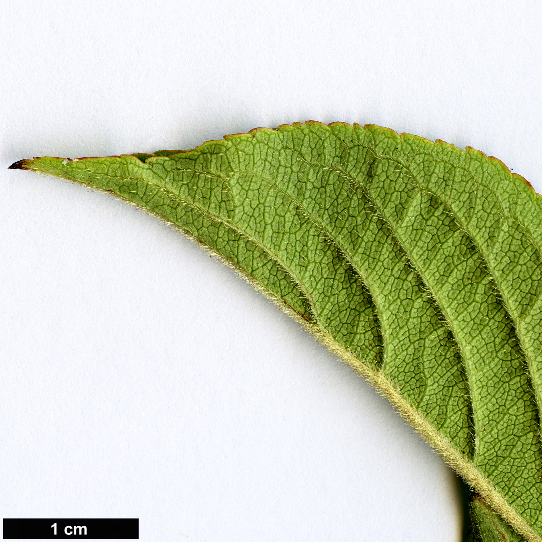 High resolution image: Family: Caprifoliaceae - Genus: Weigela - Taxon: decora