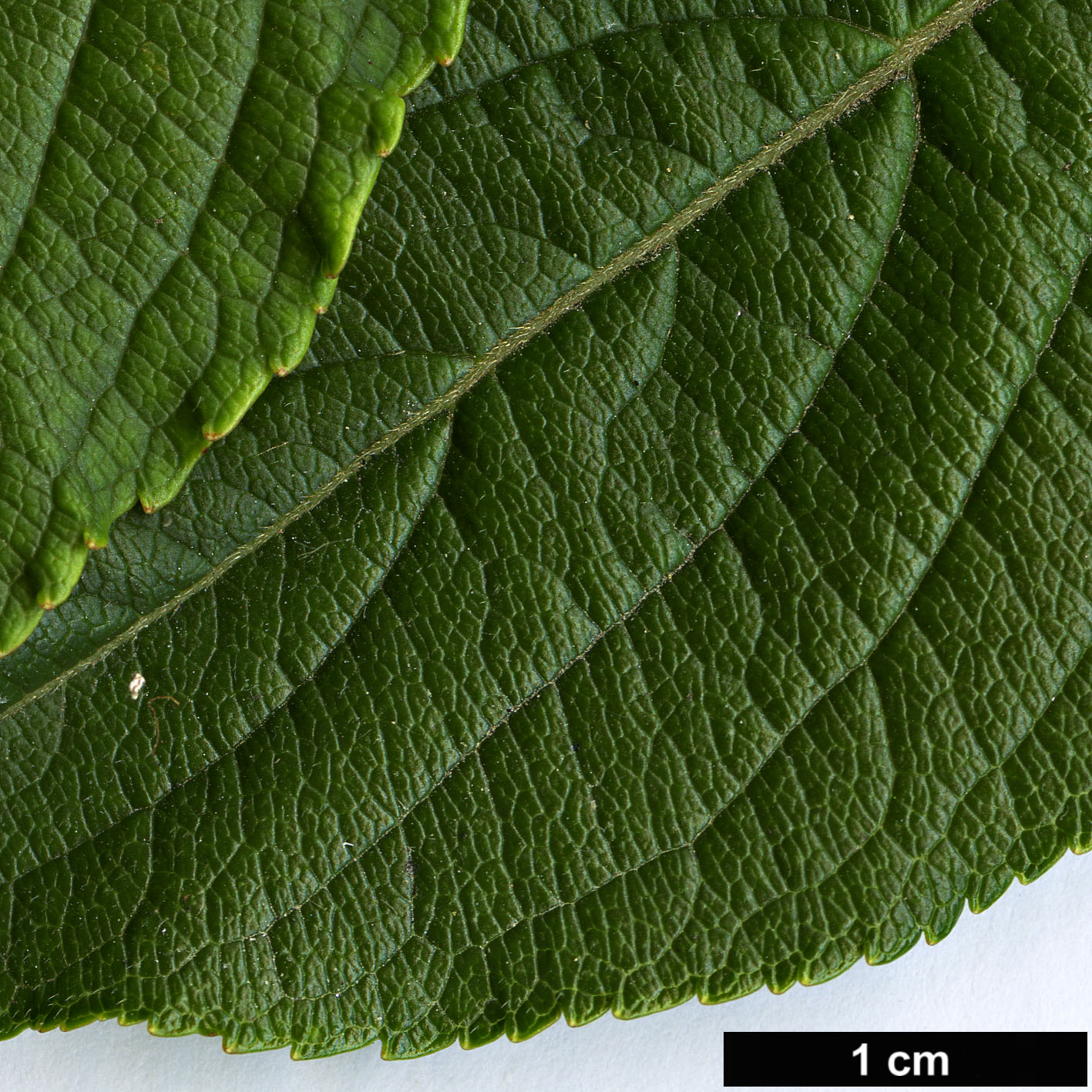 High resolution image: Family: Caprifoliaceae - Genus: Weigela - Taxon: decora