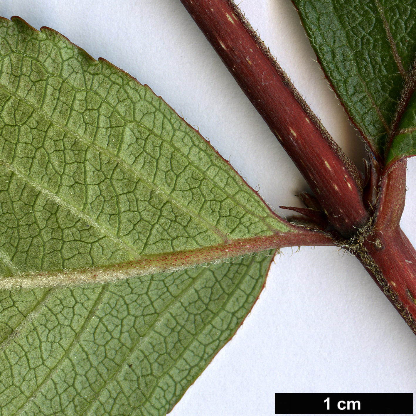 High resolution image: Family: Caprifoliaceae - Genus: Weigela - Taxon: florida