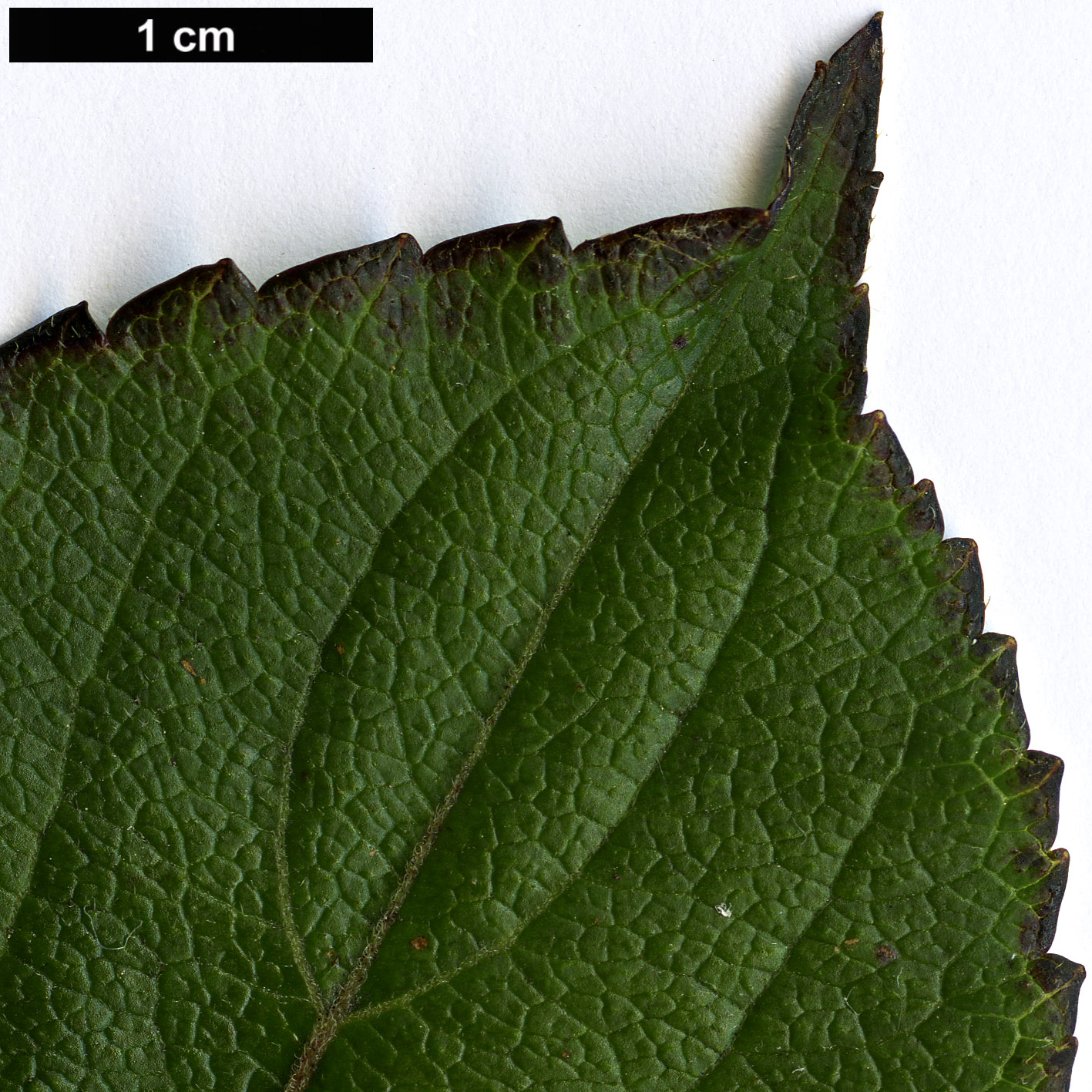 High resolution image: Family: Caprifoliaceae - Genus: Weigela - Taxon: florida