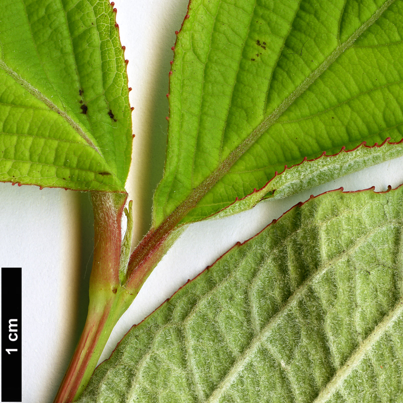 High resolution image: Family: Caprifoliaceae - Genus: Weigela - Taxon: hortensis