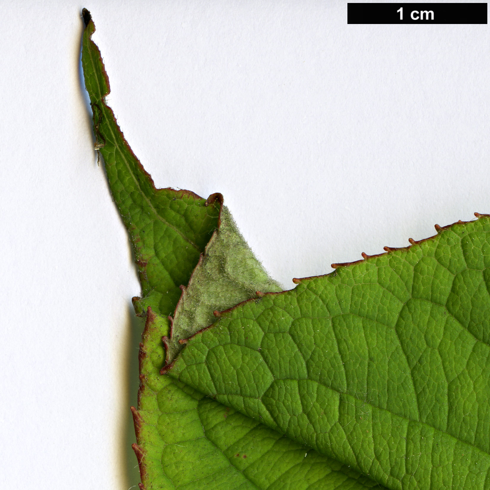 High resolution image: Family: Caprifoliaceae - Genus: Weigela - Taxon: hortensis