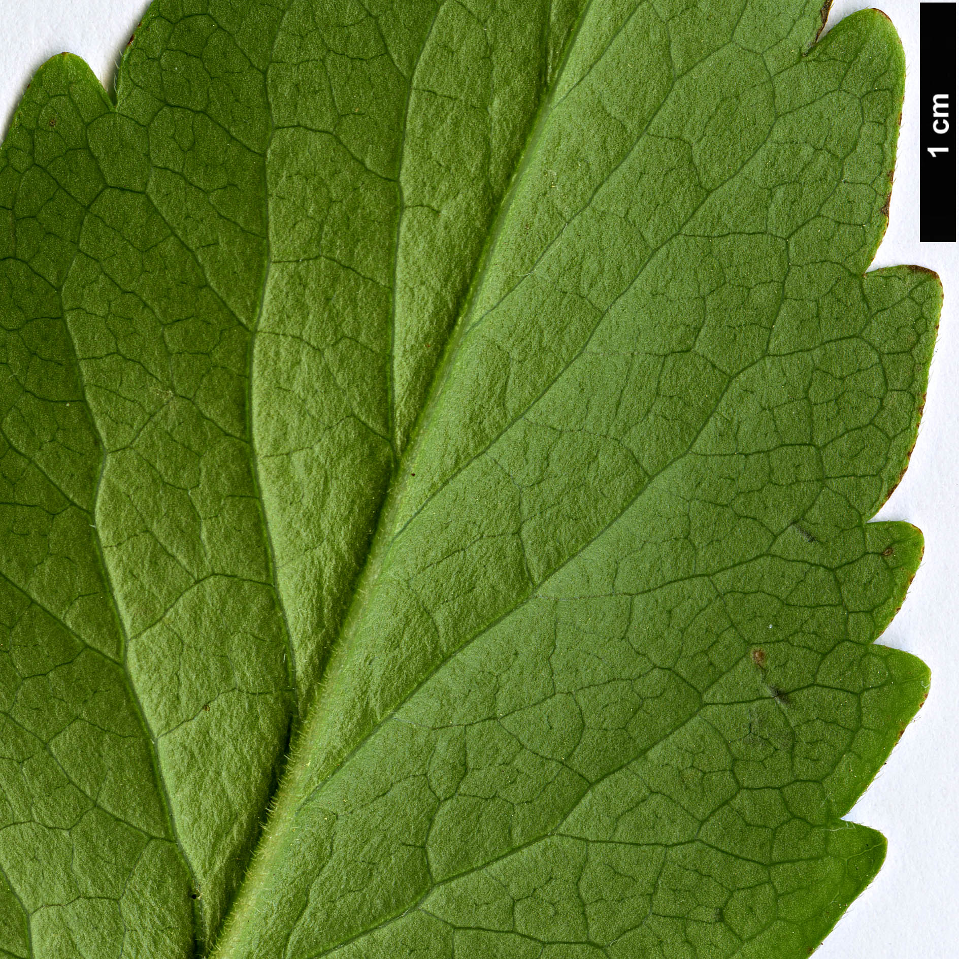 High resolution image: Family: Caprifoliaceae - Genus: Zabelia - Taxon: biflora