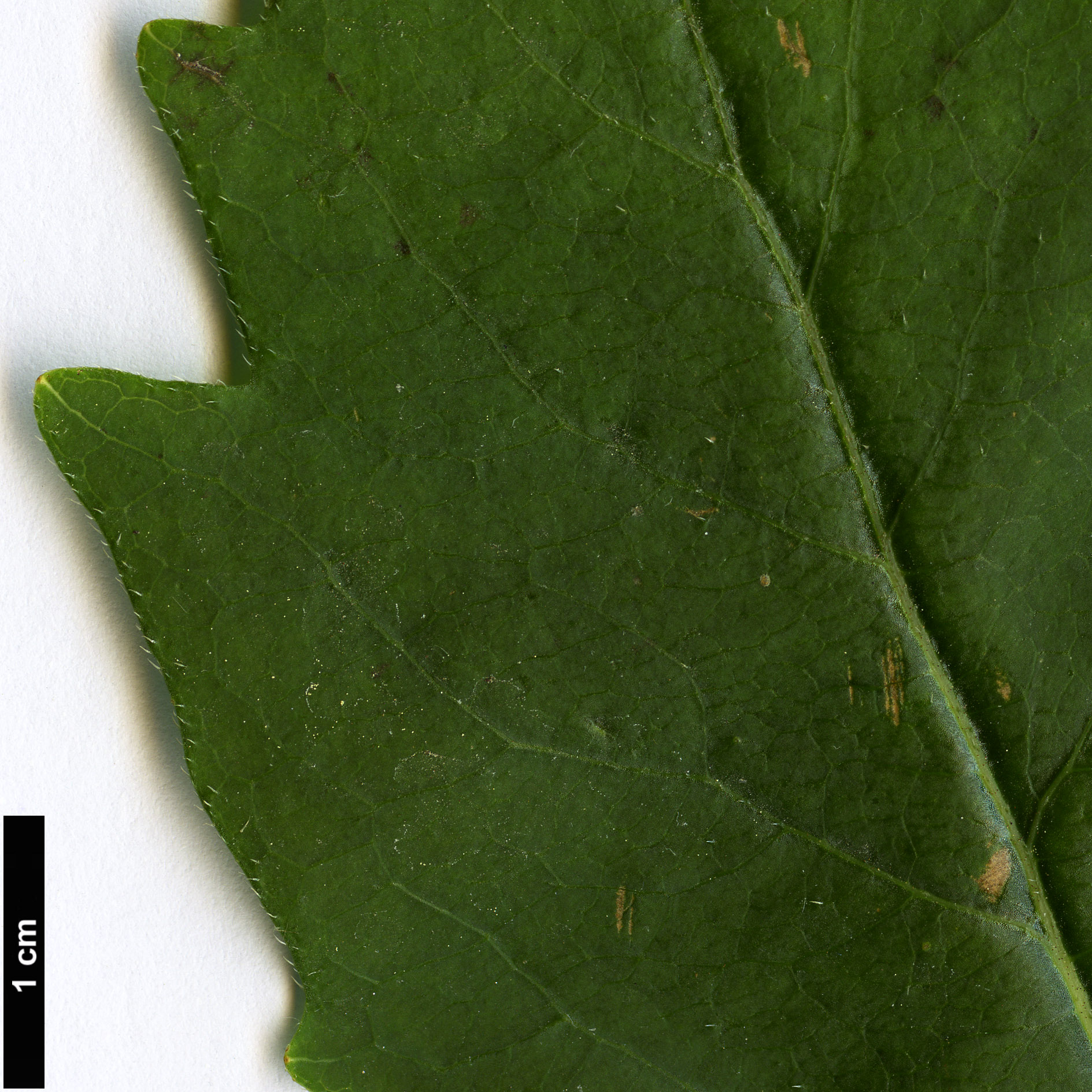 High resolution image: Family: Caprifoliaceae - Genus: Zabelia - Taxon: biflora