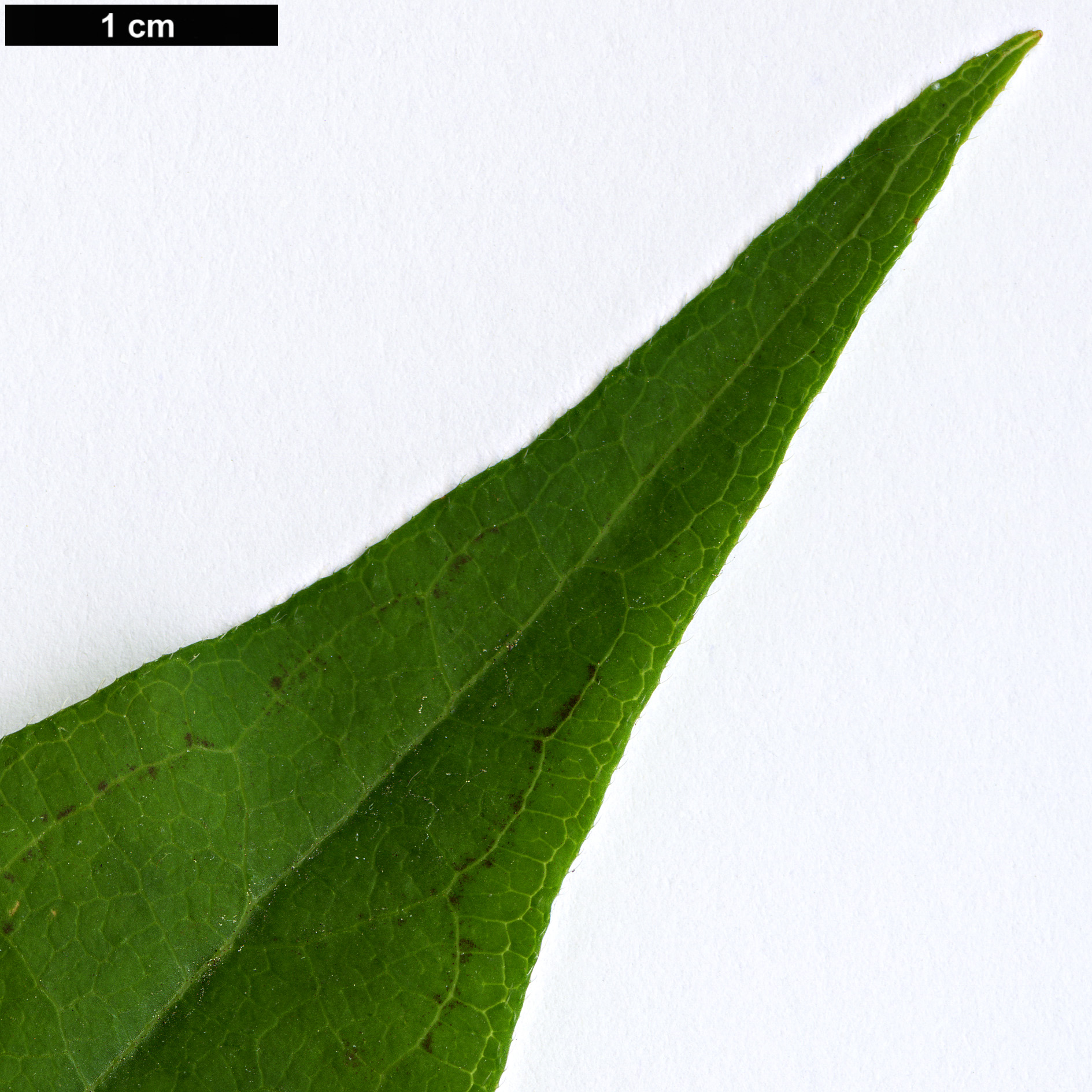 High resolution image: Family: Caprifoliaceae - Genus: Zabelia - Taxon: biflora