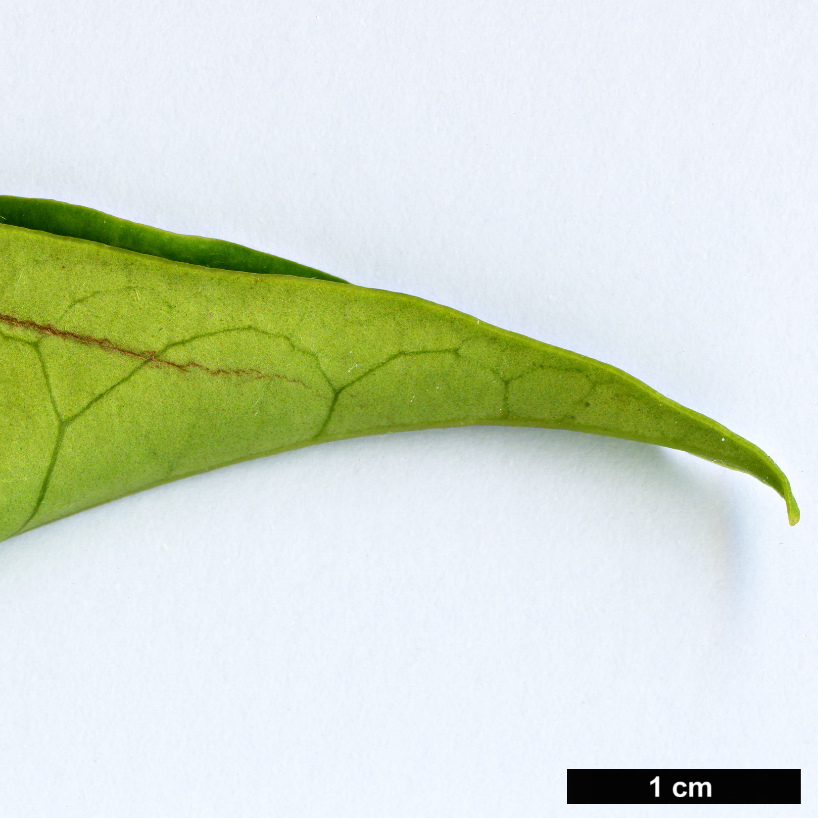 High resolution image: Family: Cardiopteridaceae - Genus: Citronella - Taxon: paniculata