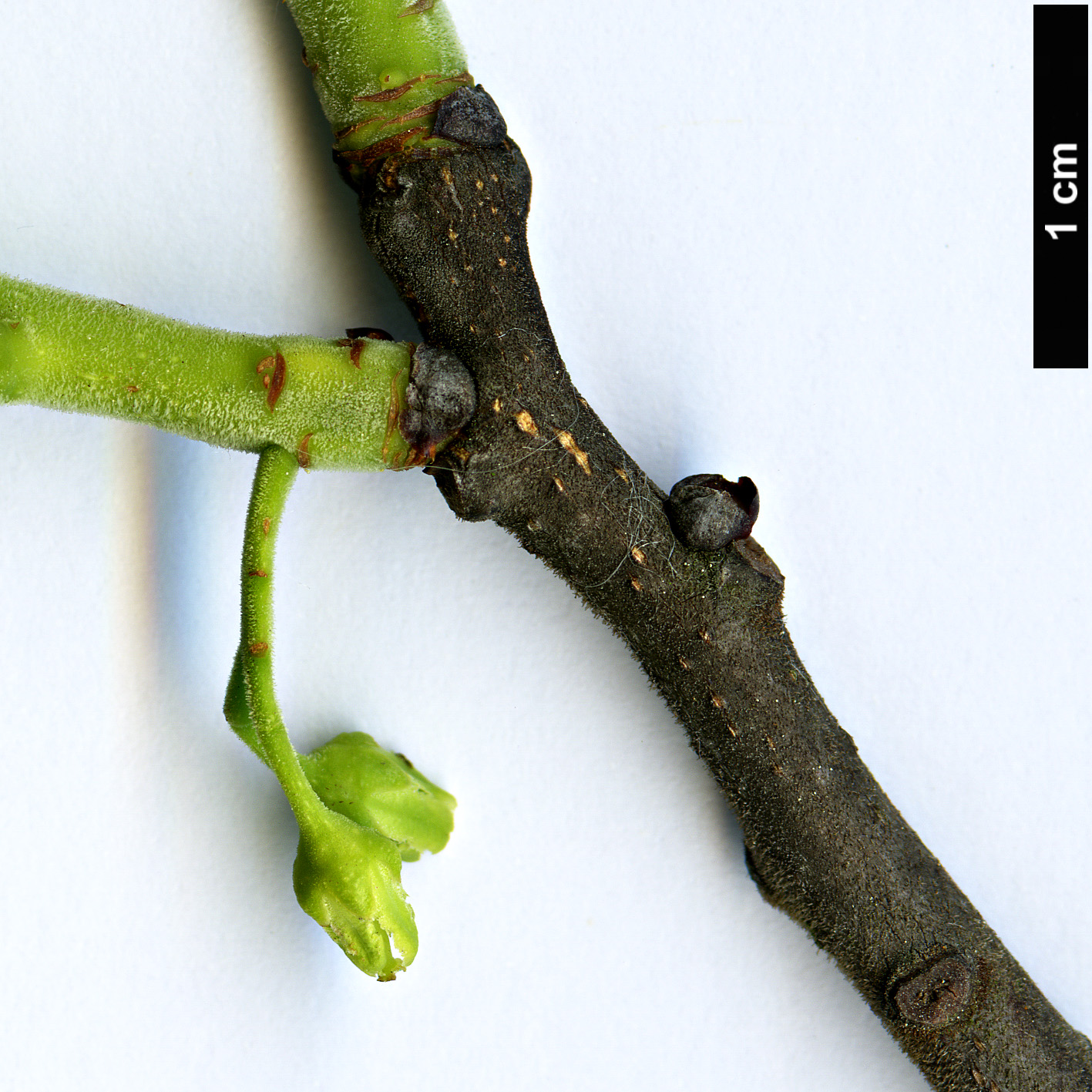 High resolution image: Family: Celastraceae - Genus: Celastrus - Taxon: kusanoi