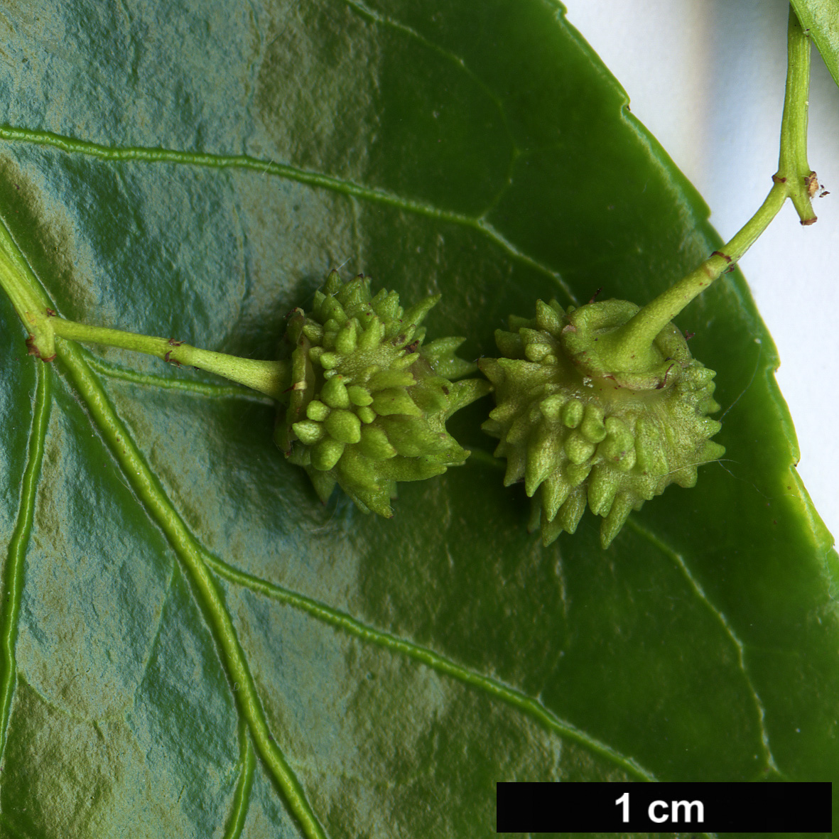 High resolution image: Family: Celastraceae - Genus: Euonymus - Taxon: aculeolus