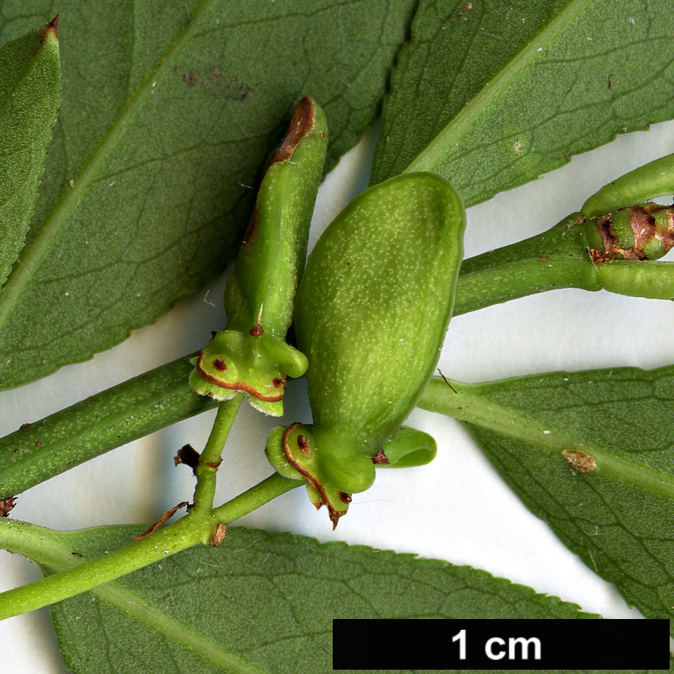 High resolution image: Family: Celastraceae - Genus: Euonymus - Taxon: alatus