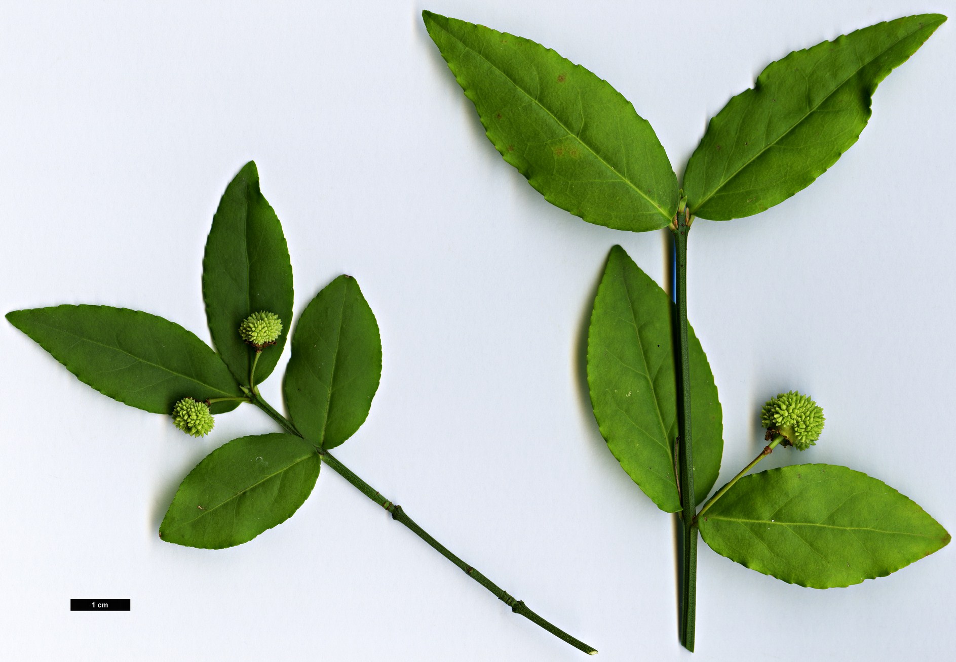 High resolution image: Family: Celastraceae - Genus: Euonymus - Taxon: americanus