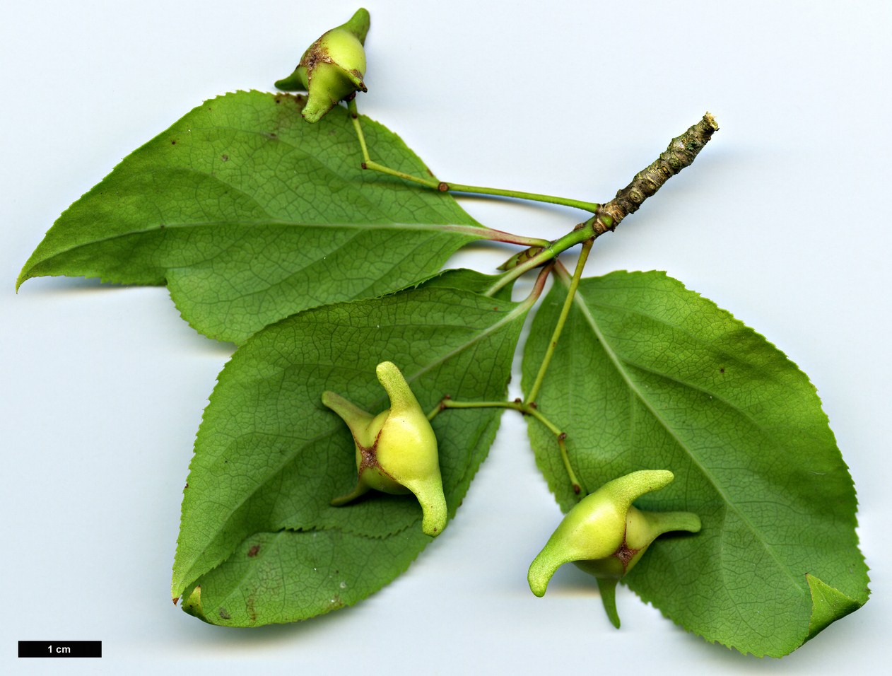 High resolution image: Family: Celastraceae - Genus: Euonymus - Taxon: fimbriatus