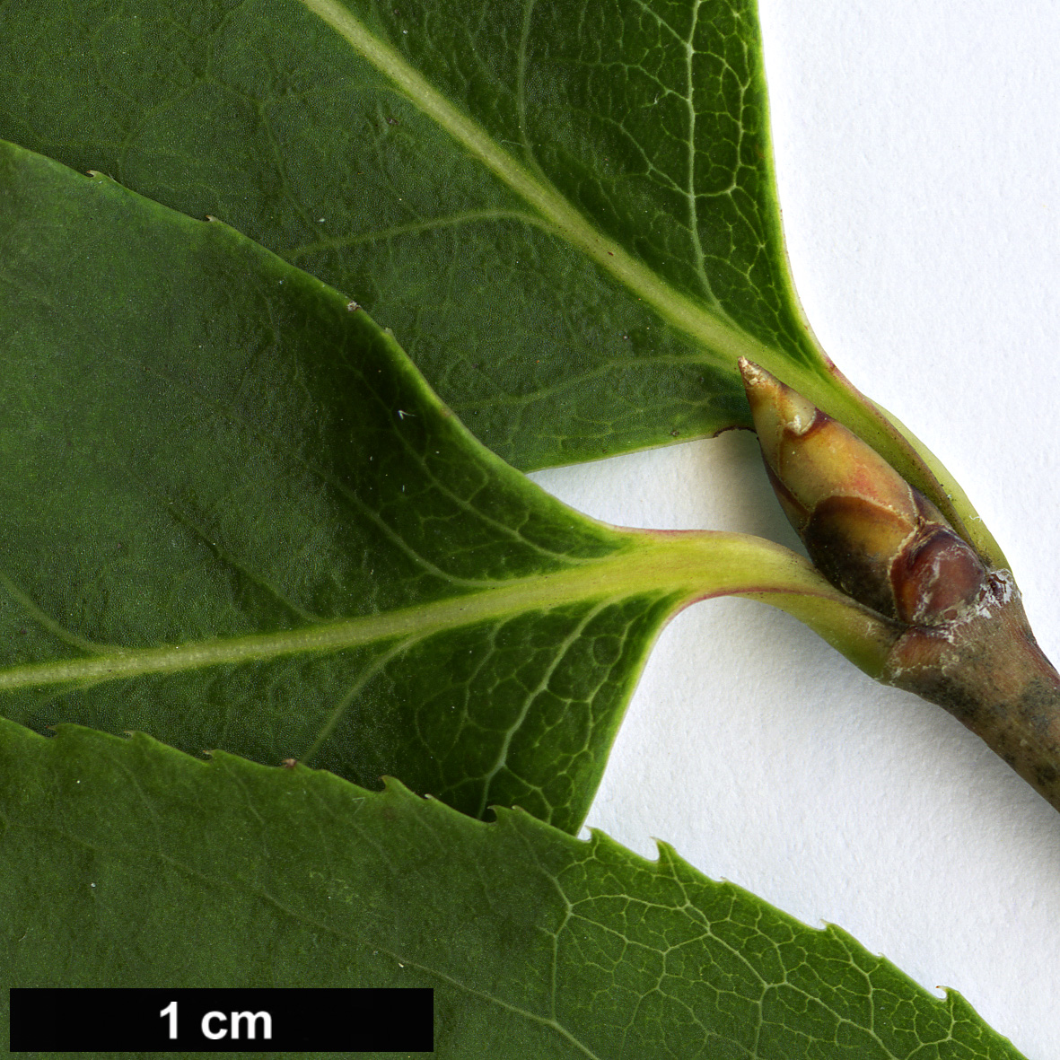 High resolution image: Family: Celastraceae - Genus: Euonymus - Taxon: fimbriatus