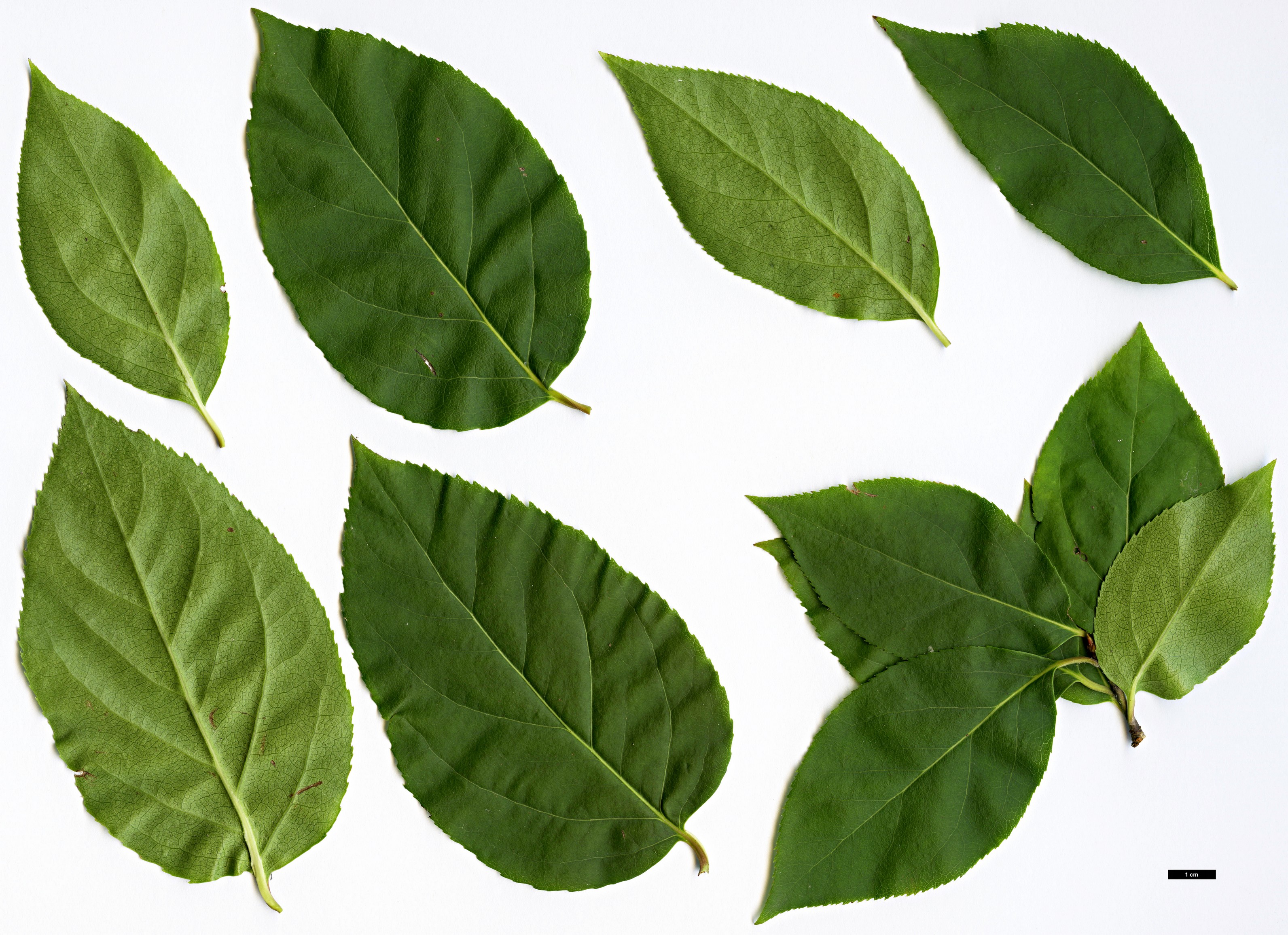 High resolution image: Family: Celastraceae - Genus: Euonymus - Taxon: fimbriatus