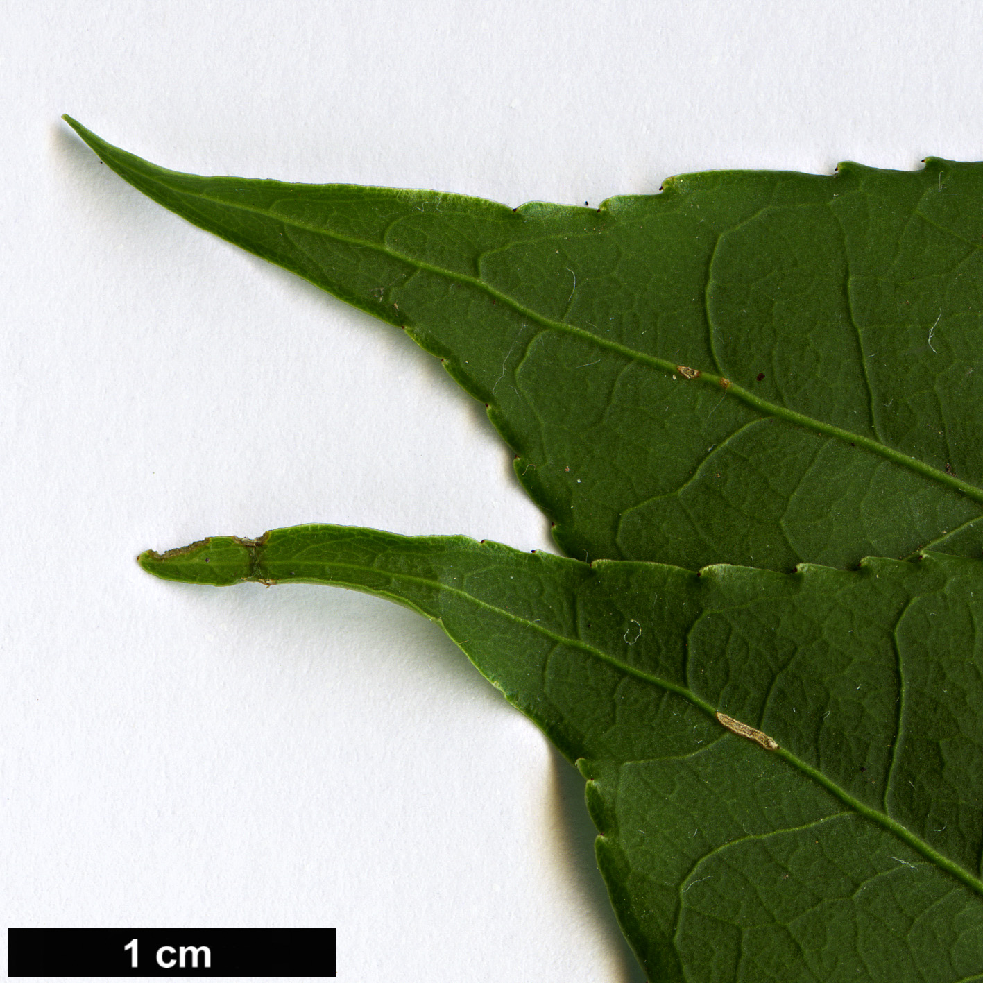 High resolution image: Family: Celastraceae - Genus: Euonymus - Taxon: frigidus