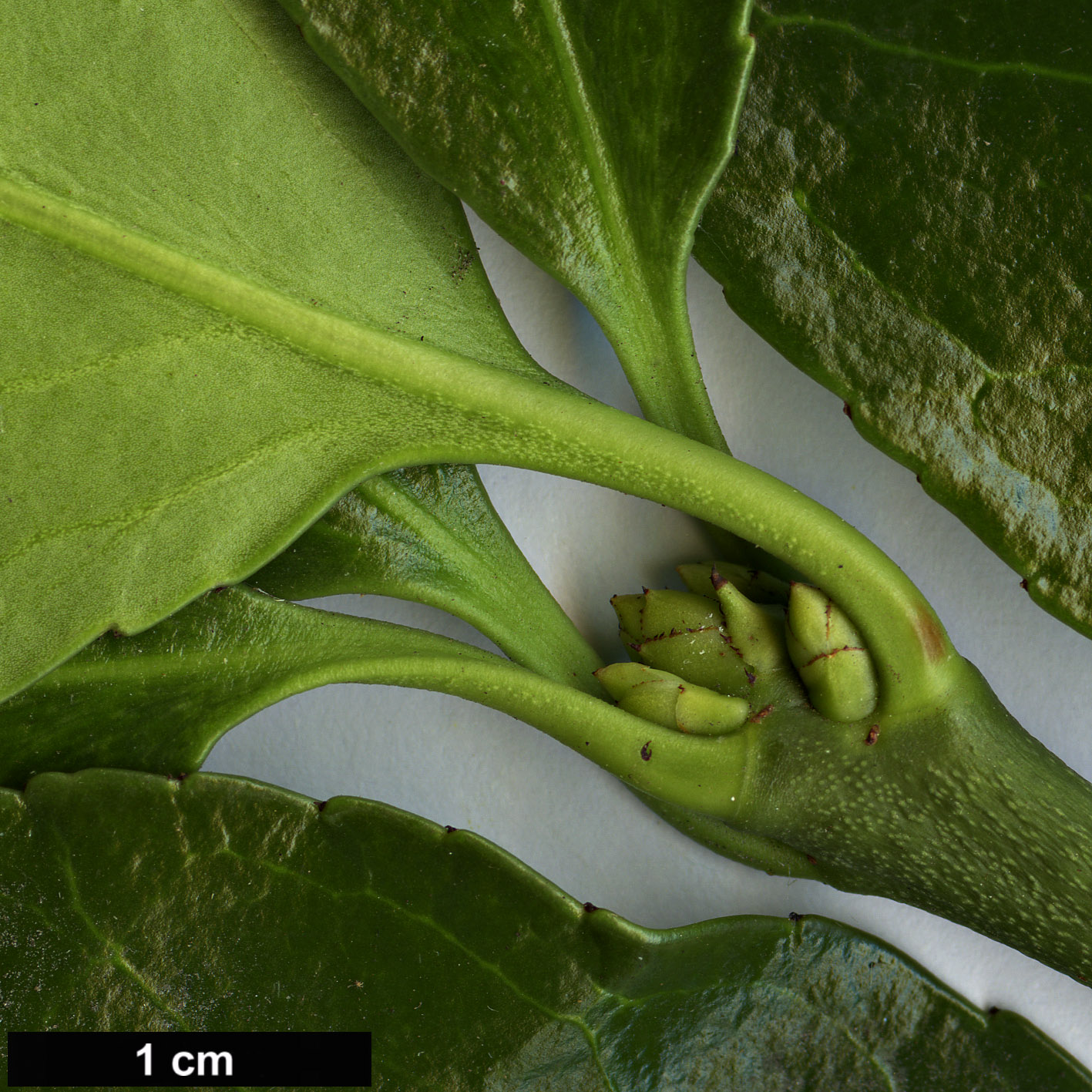 High resolution image: Family: Celastraceae - Genus: Euonymus - Taxon: japonicus