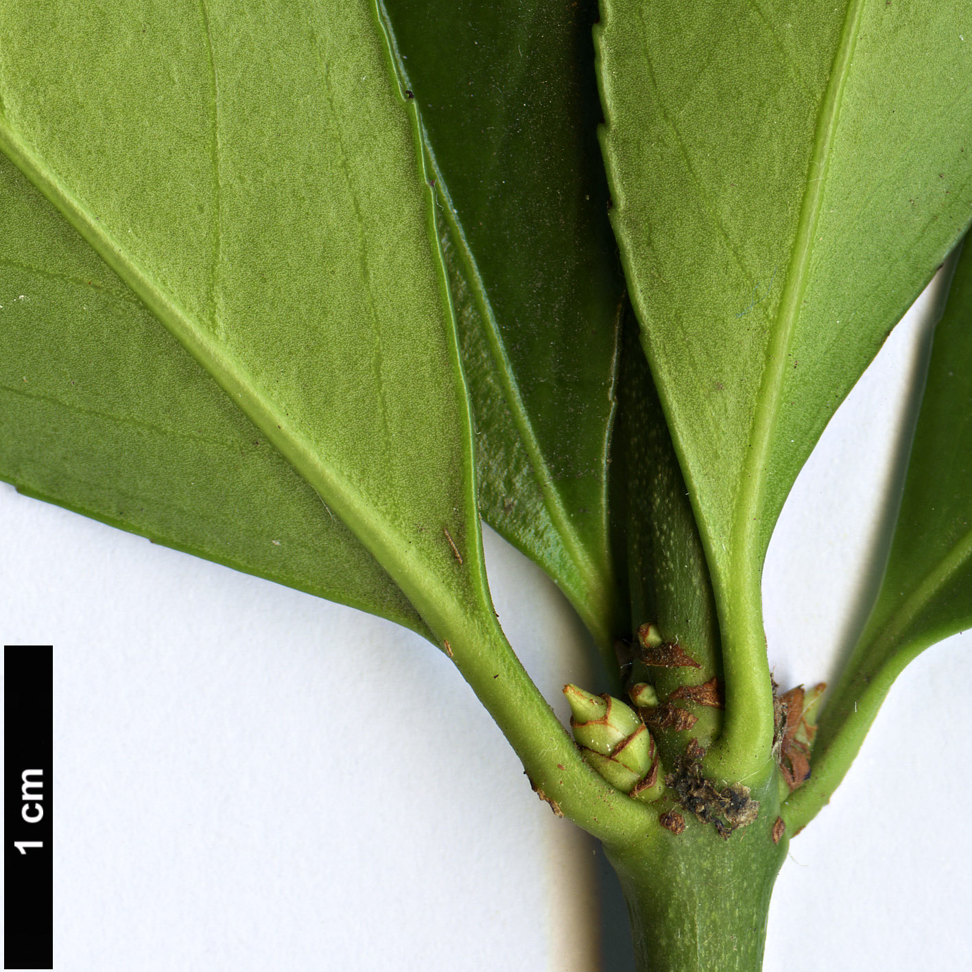 High resolution image: Family: Celastraceae - Genus: Euonymus - Taxon: japonicus