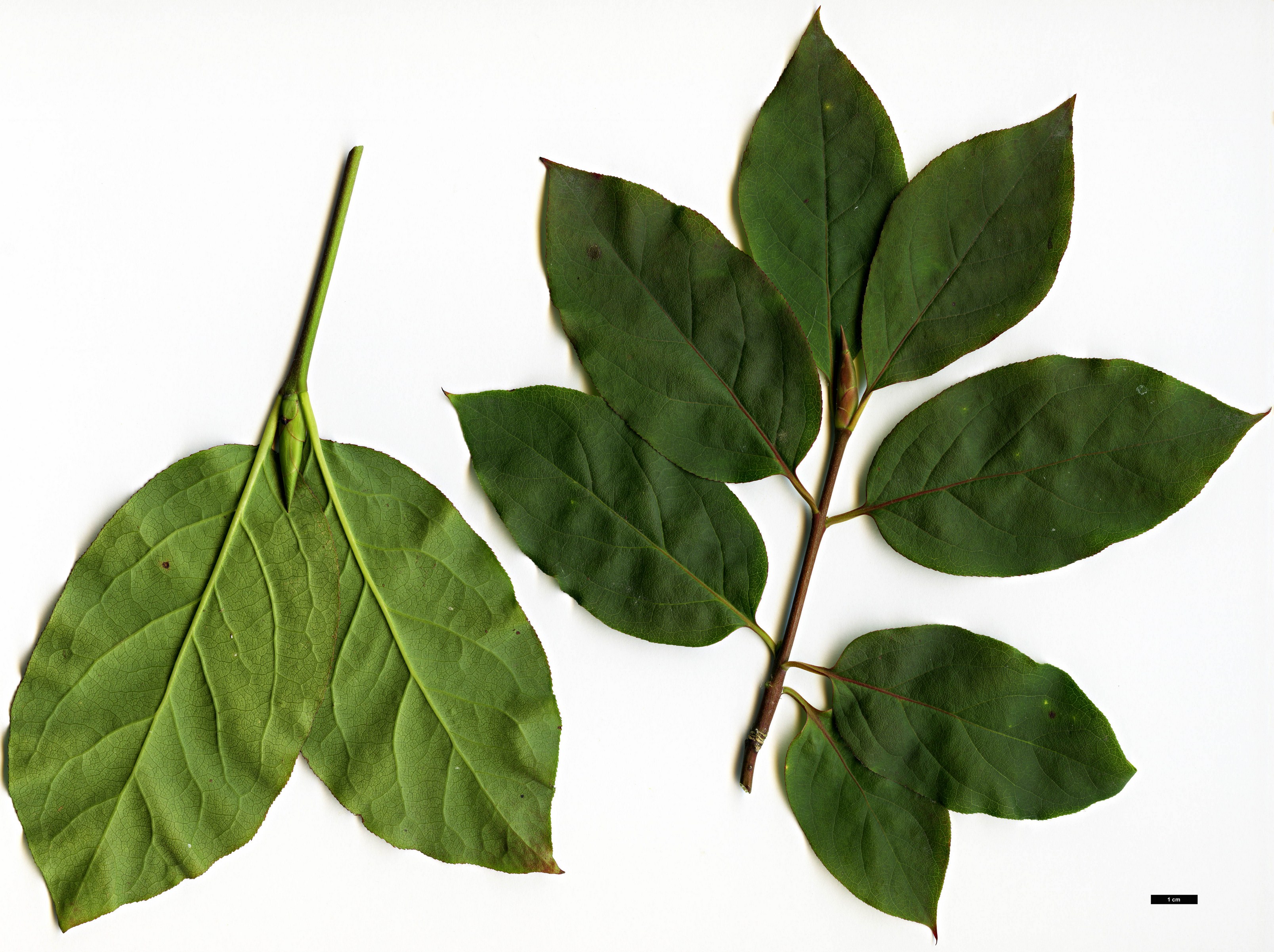 High resolution image: Family: Celastraceae - Genus: Euonymus - Taxon: latifolius