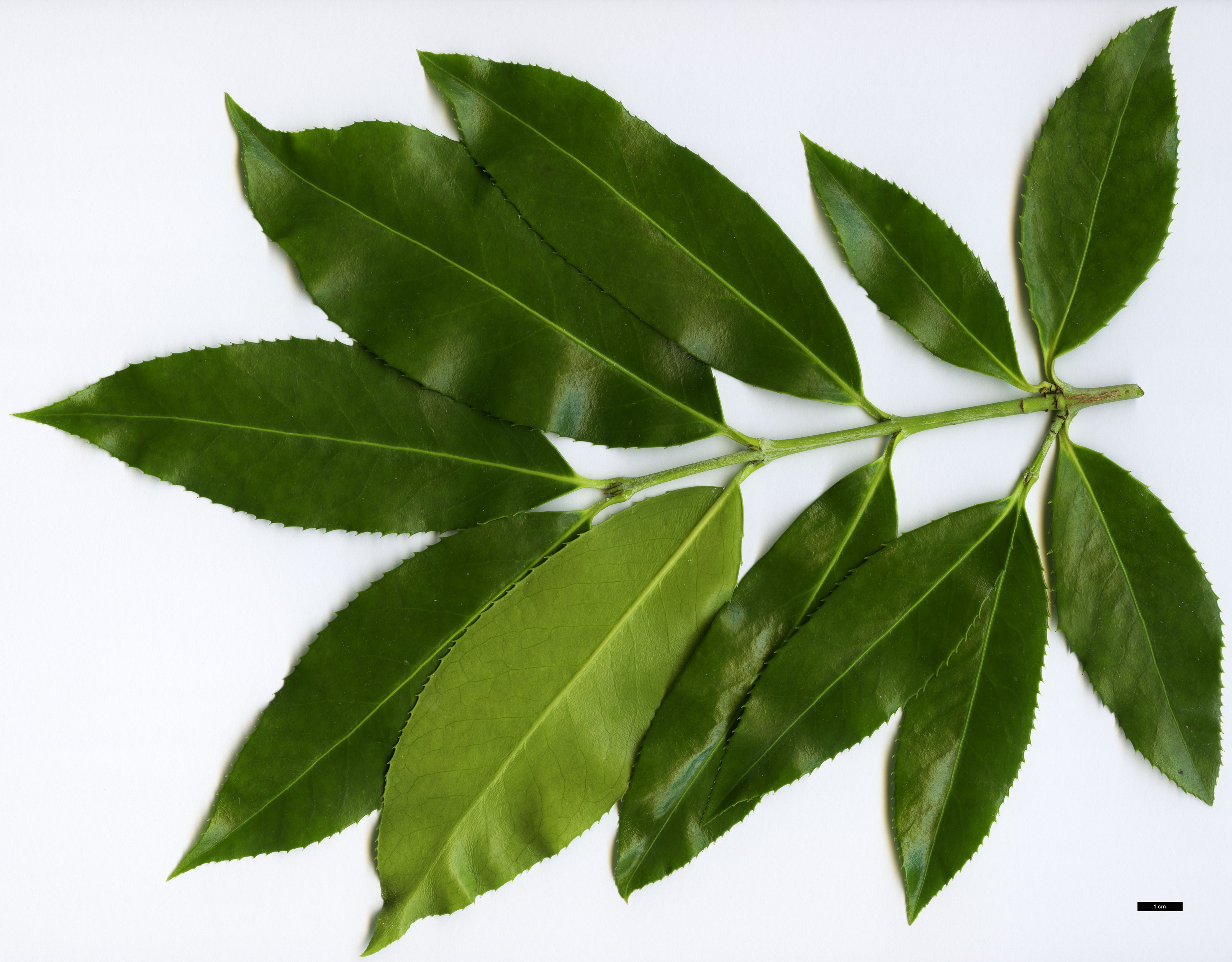 High resolution image: Family: Celastraceae - Genus: Euonymus - Taxon: lucidus