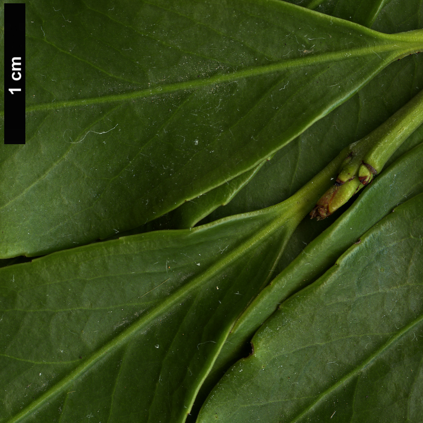 High resolution image: Family: Celastraceae - Genus: Euonymus - Taxon: myrianthus