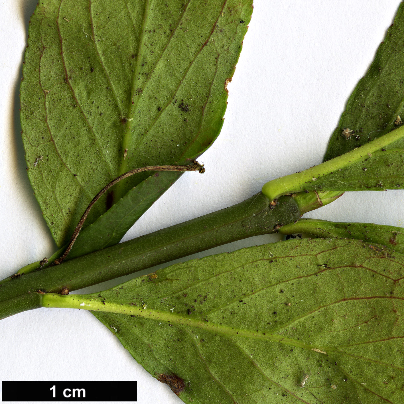 High resolution image: Family: Celastraceae - Genus: Euonymus - Taxon: obovatus