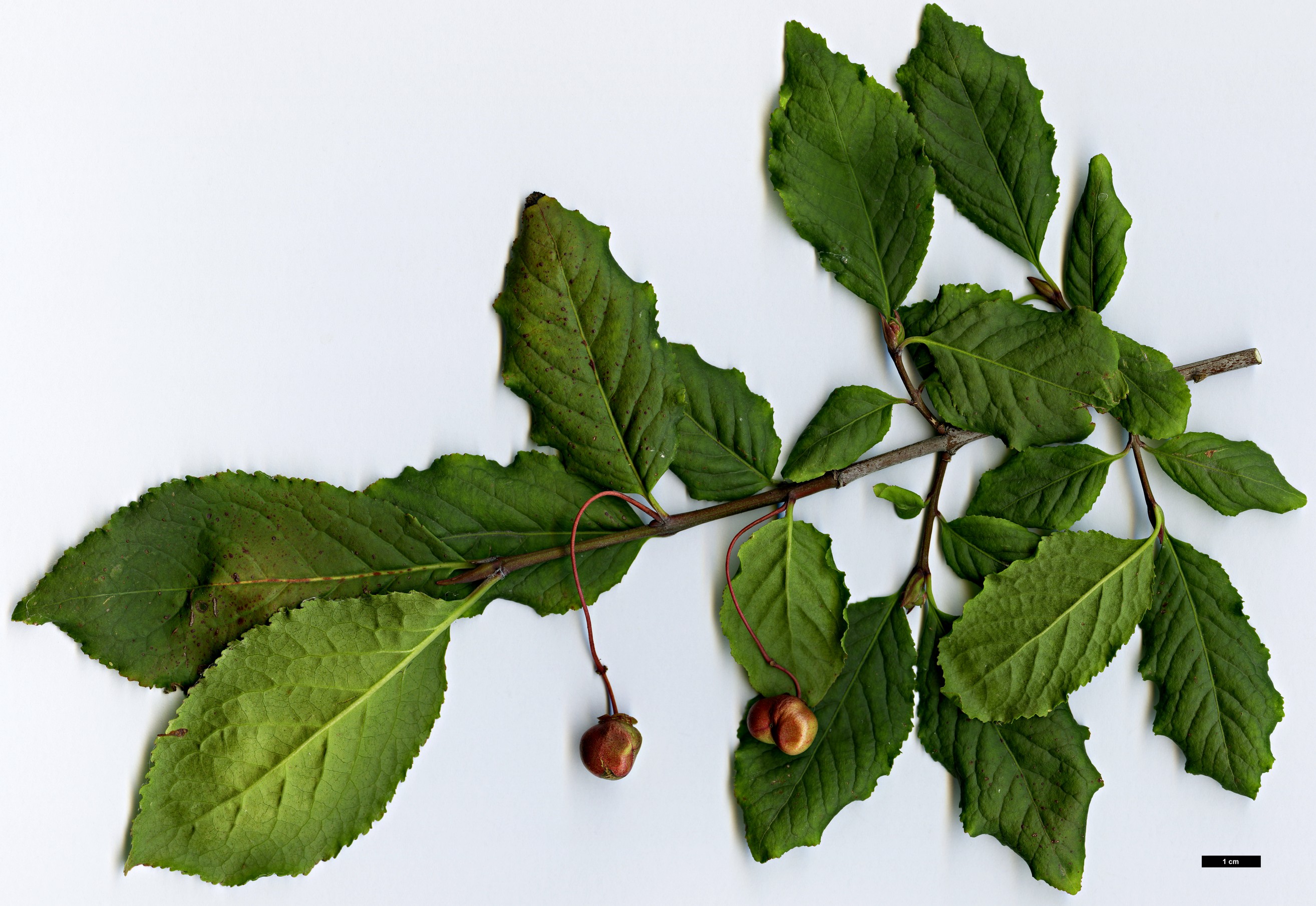 High resolution image: Family: Celastraceae - Genus: Euonymus - Taxon: occidentalis