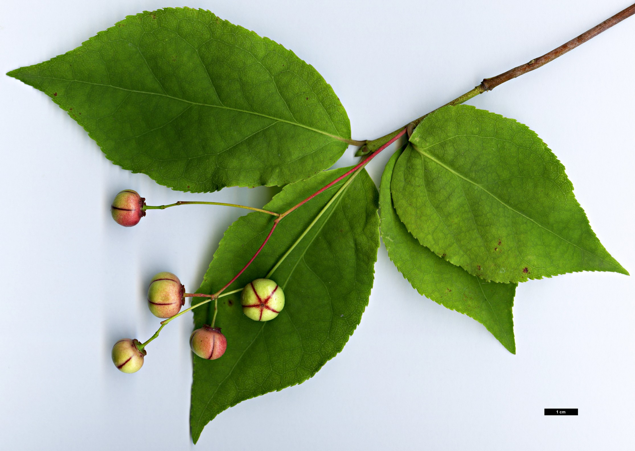 High resolution image: Family: Celastraceae - Genus: Euonymus - Taxon: oxyphyllus