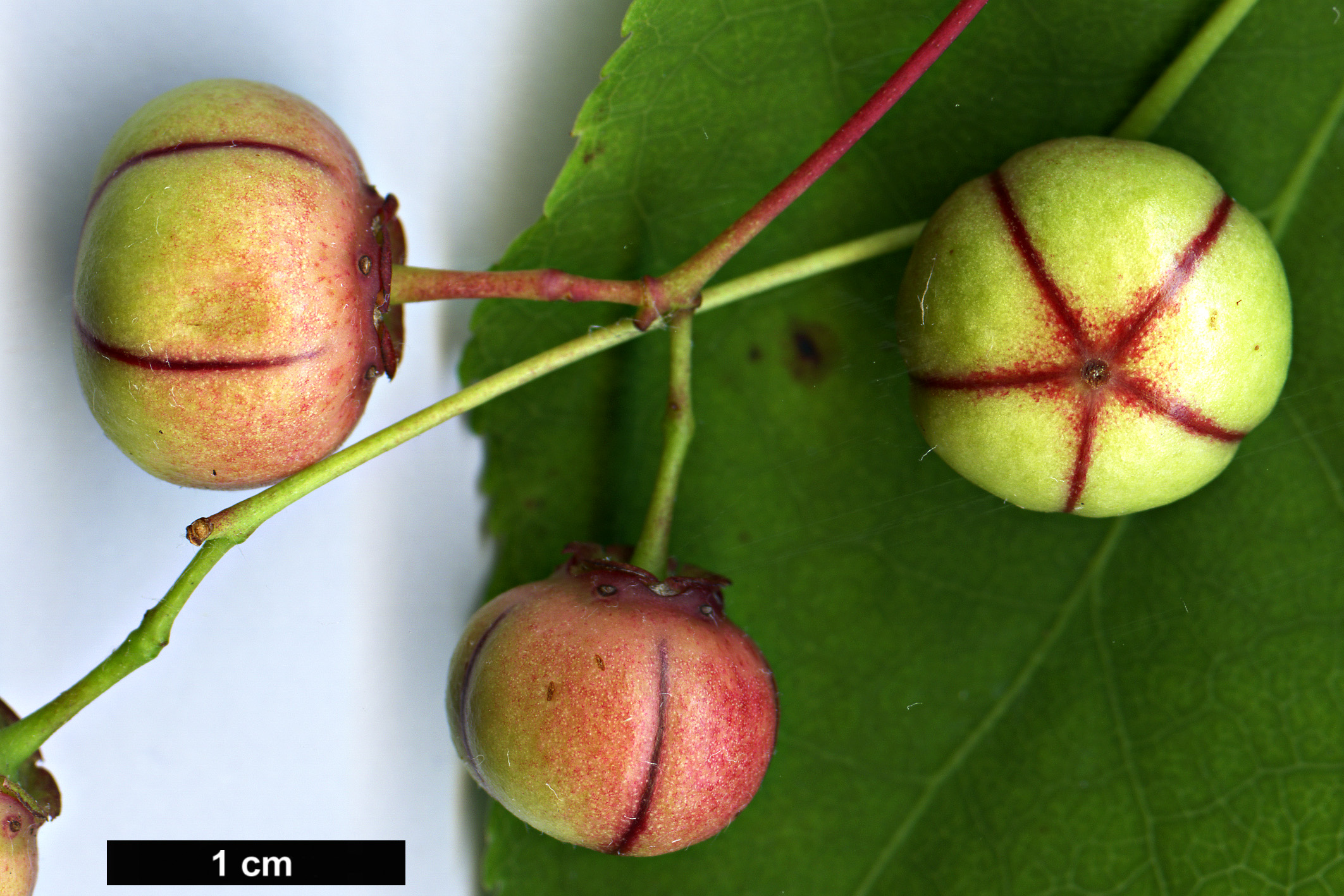 High resolution image: Family: Celastraceae - Genus: Euonymus - Taxon: oxyphyllus