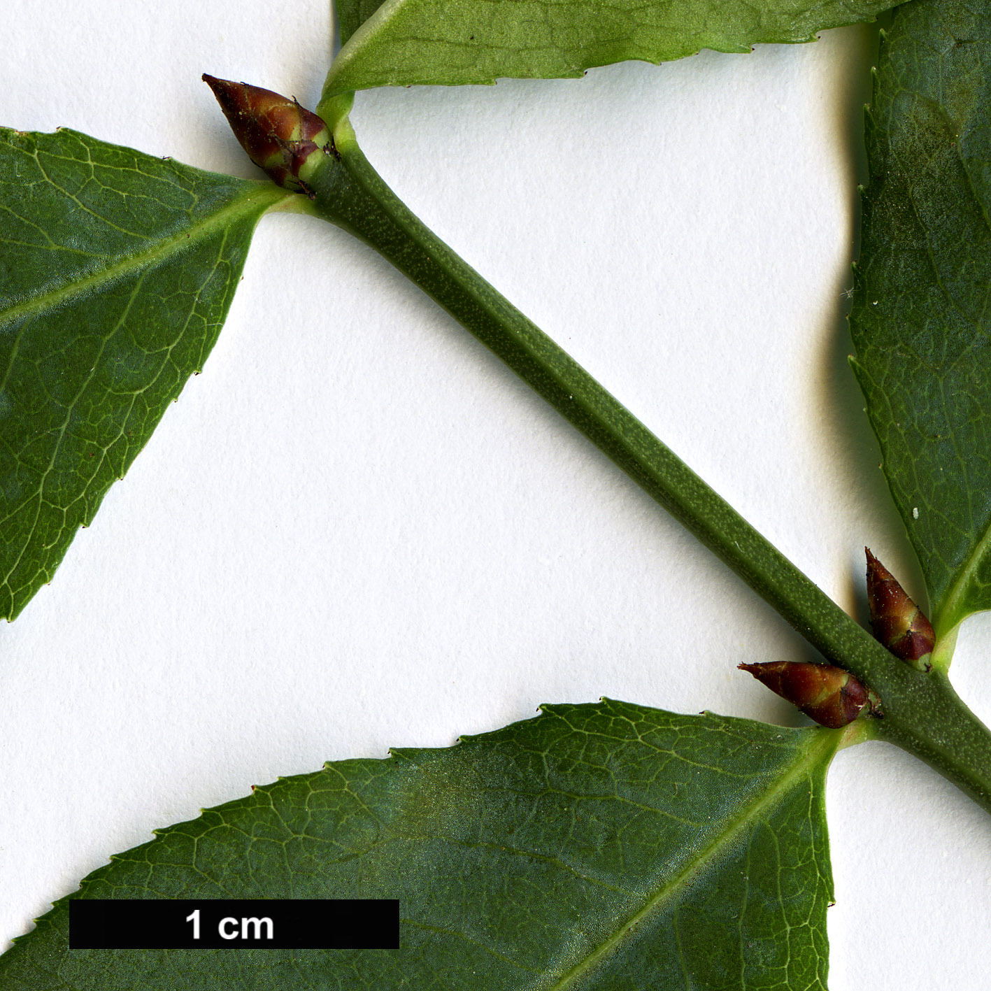 High resolution image: Family: Celastraceae - Genus: Euonymus - Taxon: semenovii