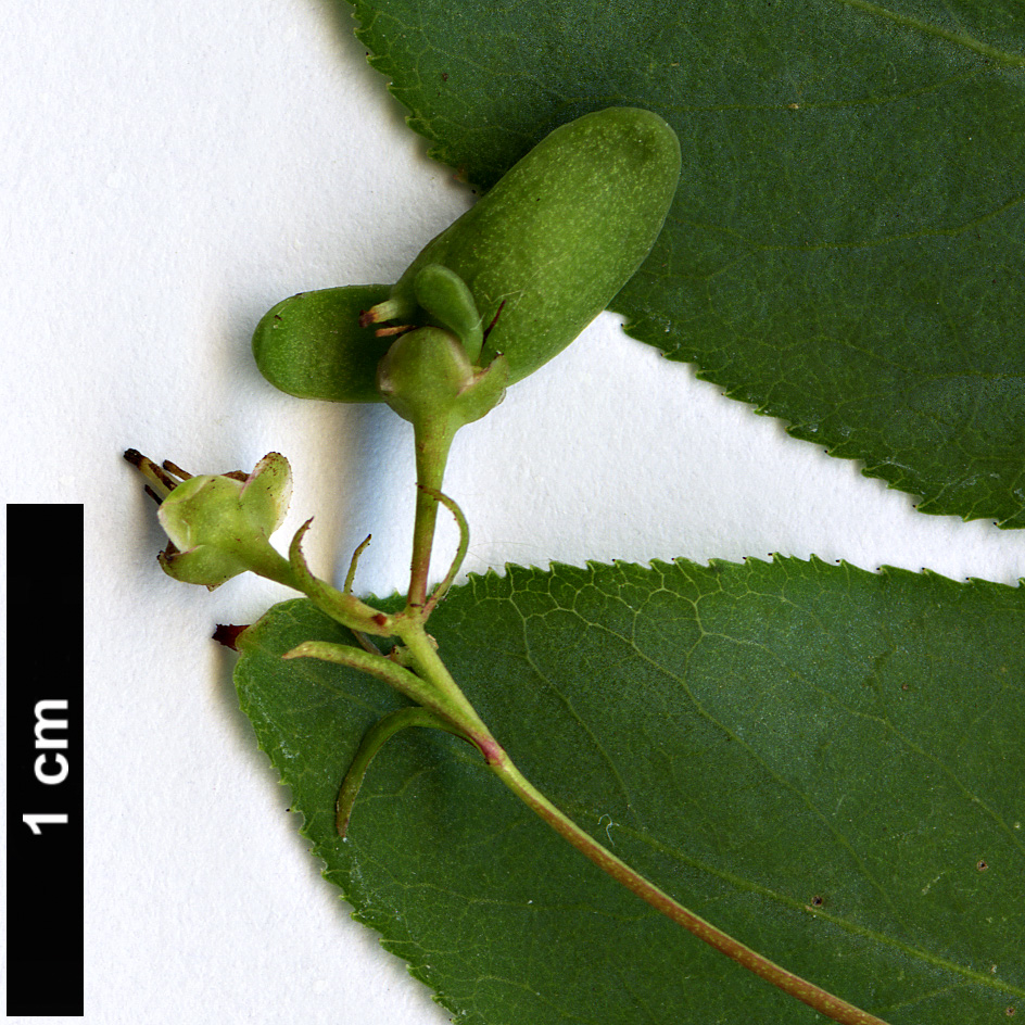 High resolution image: Family: Celastraceae - Genus: Euonymus - Taxon: semenovii