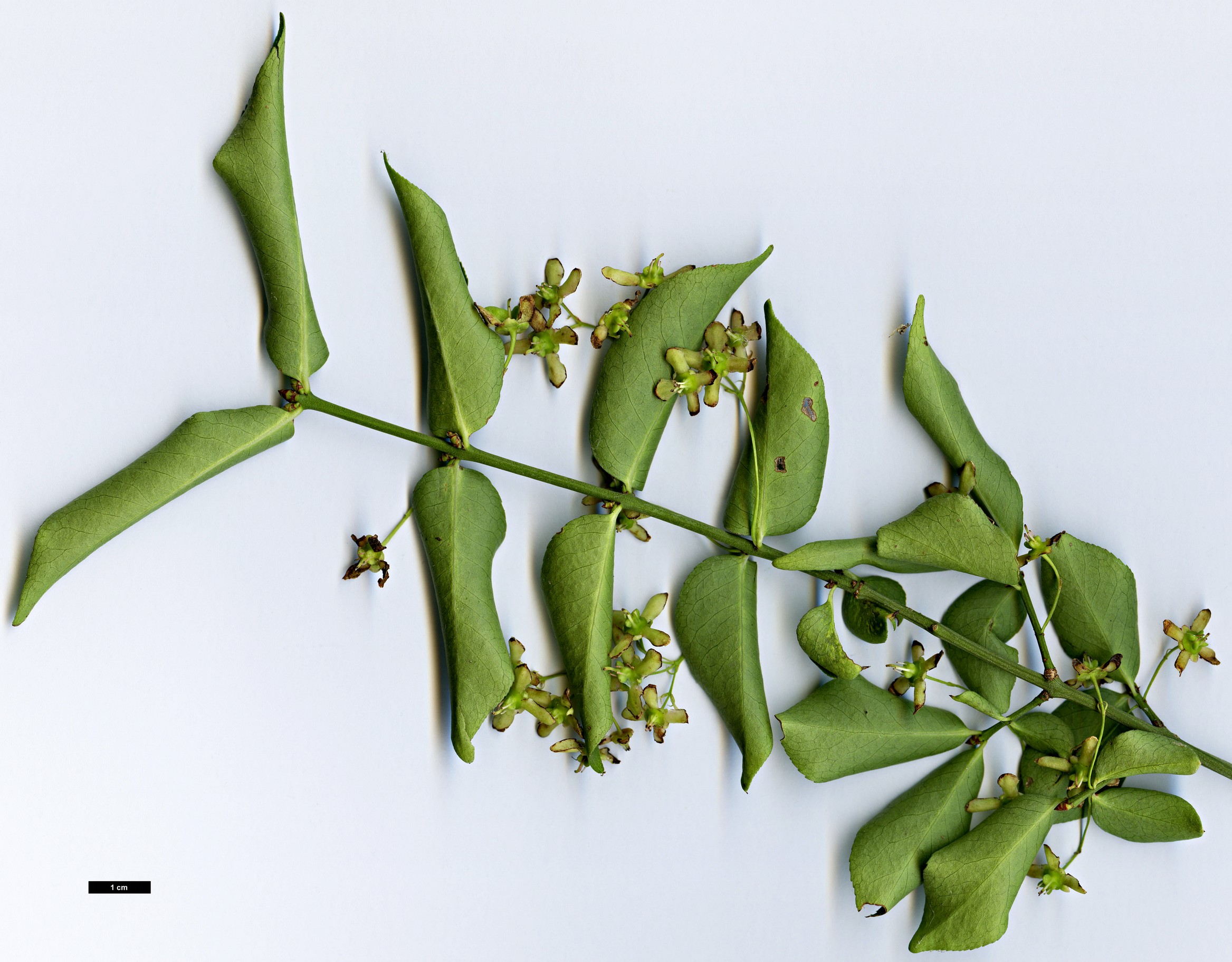 High resolution image: Family: Celastraceae - Genus: Euonymus - Taxon: semenovii