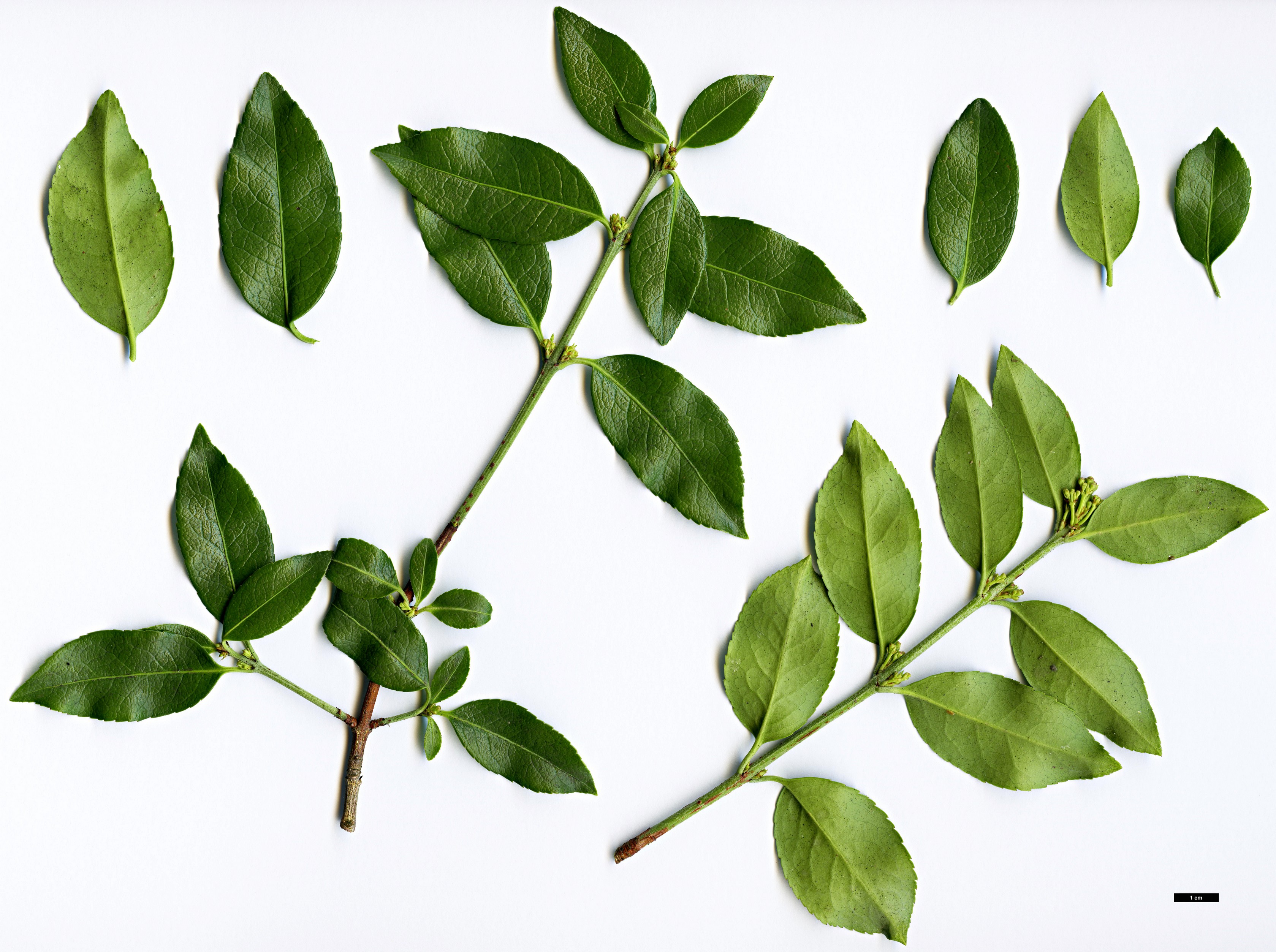 High resolution image: Family: Celastraceae - Genus: Euonymus - Taxon: tingens