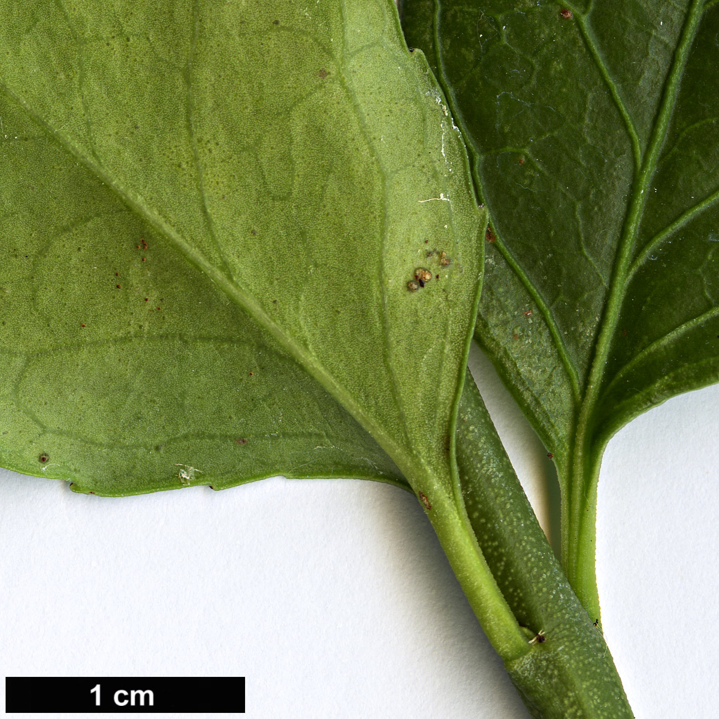 High resolution image: Family: Celastraceae - Genus: Euonymus - Taxon: tonkinensis