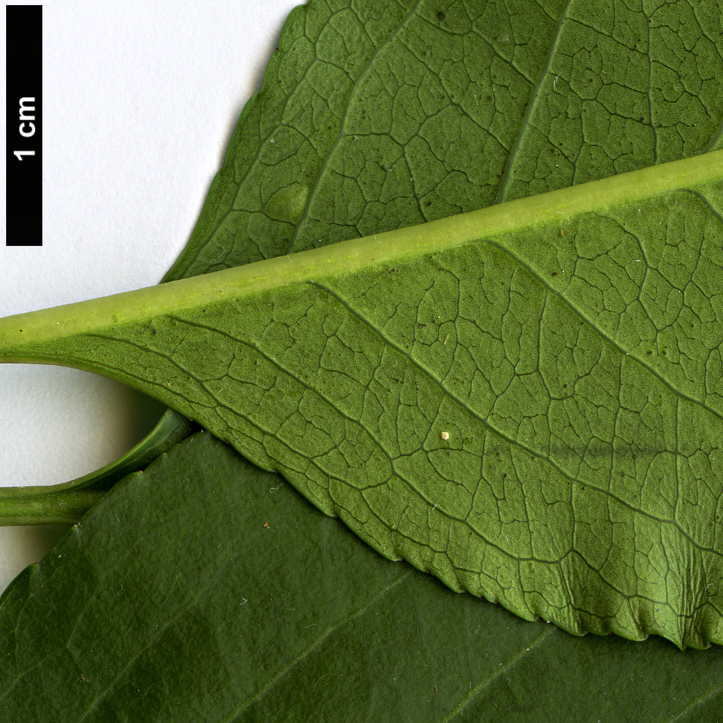 High resolution image: Family: Celastraceae - Genus: Euonymus - Taxon: trapococcus