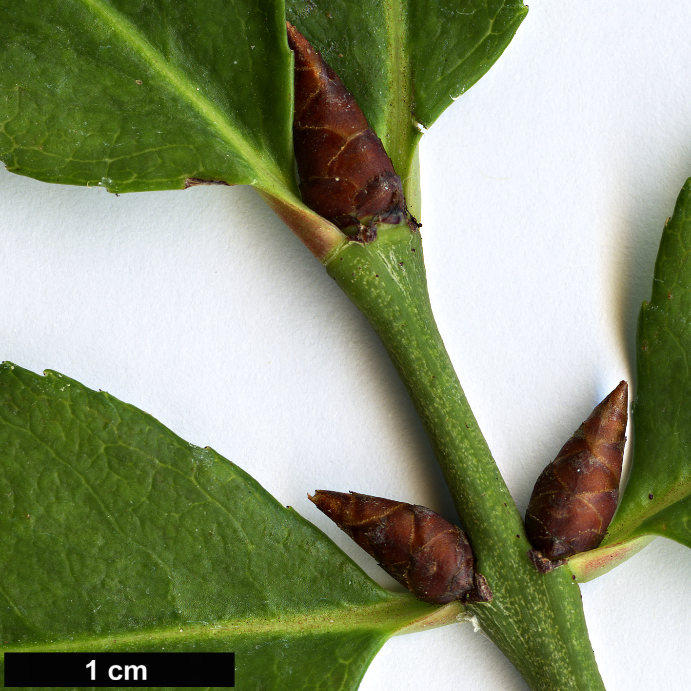 High resolution image: Family: Celastraceae - Genus: Euonymus - Taxon: verrucosoides