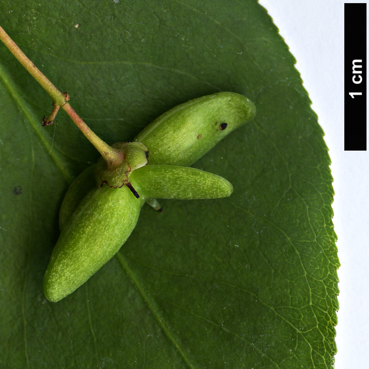 High resolution image: Family: Celastraceae - Genus: Euonymus - Taxon: verrucosoides